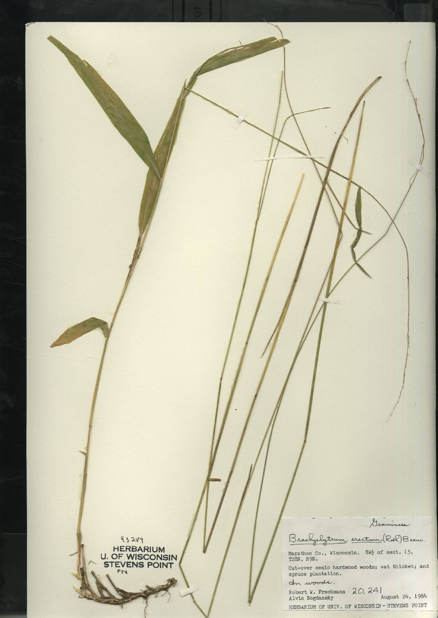 Brachyelytrum aristosum image