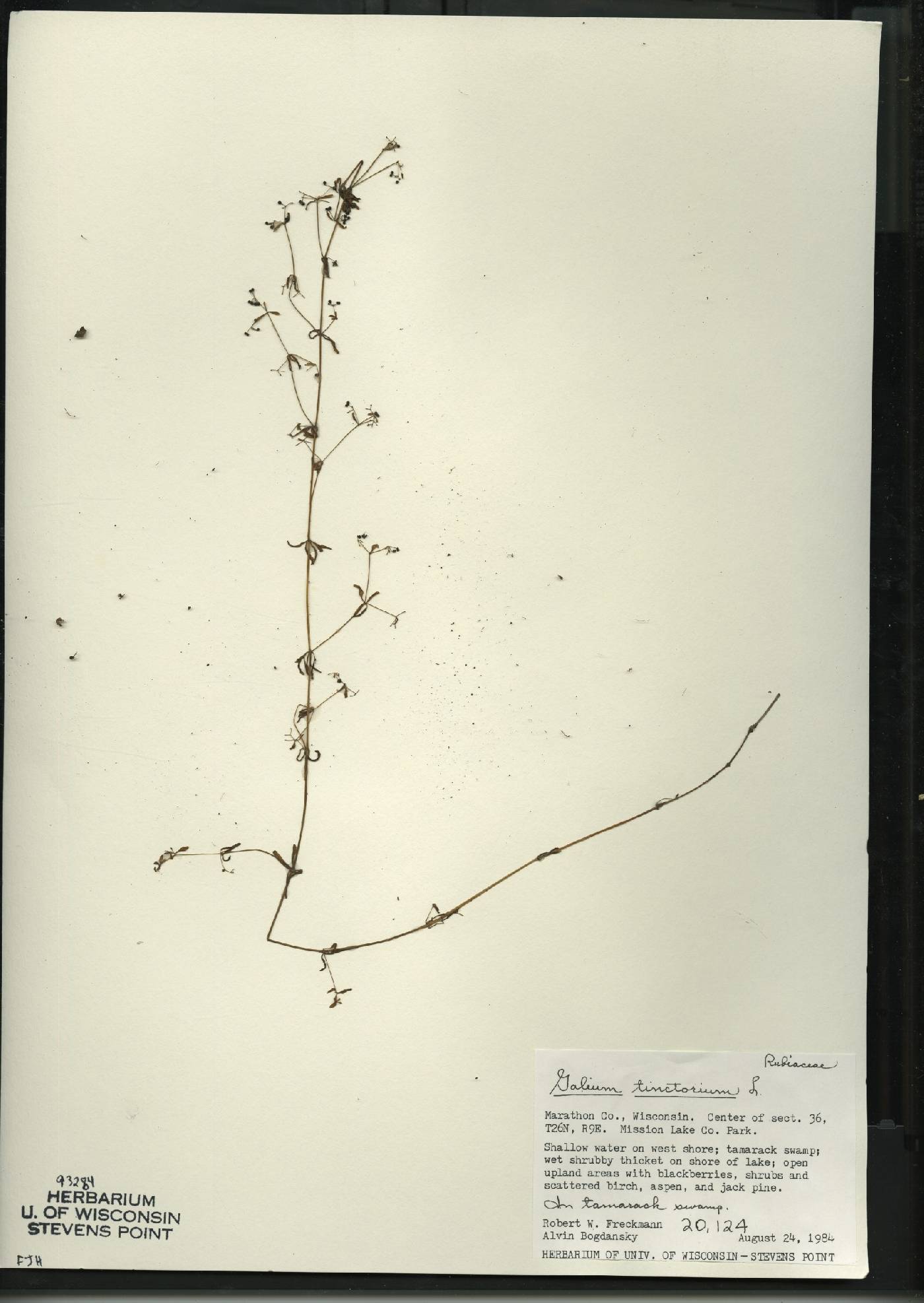 Galium tinctorium image