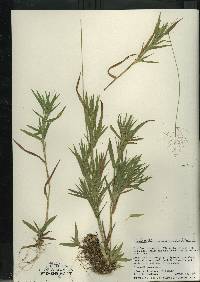 Image of Dichanthelium meridionale