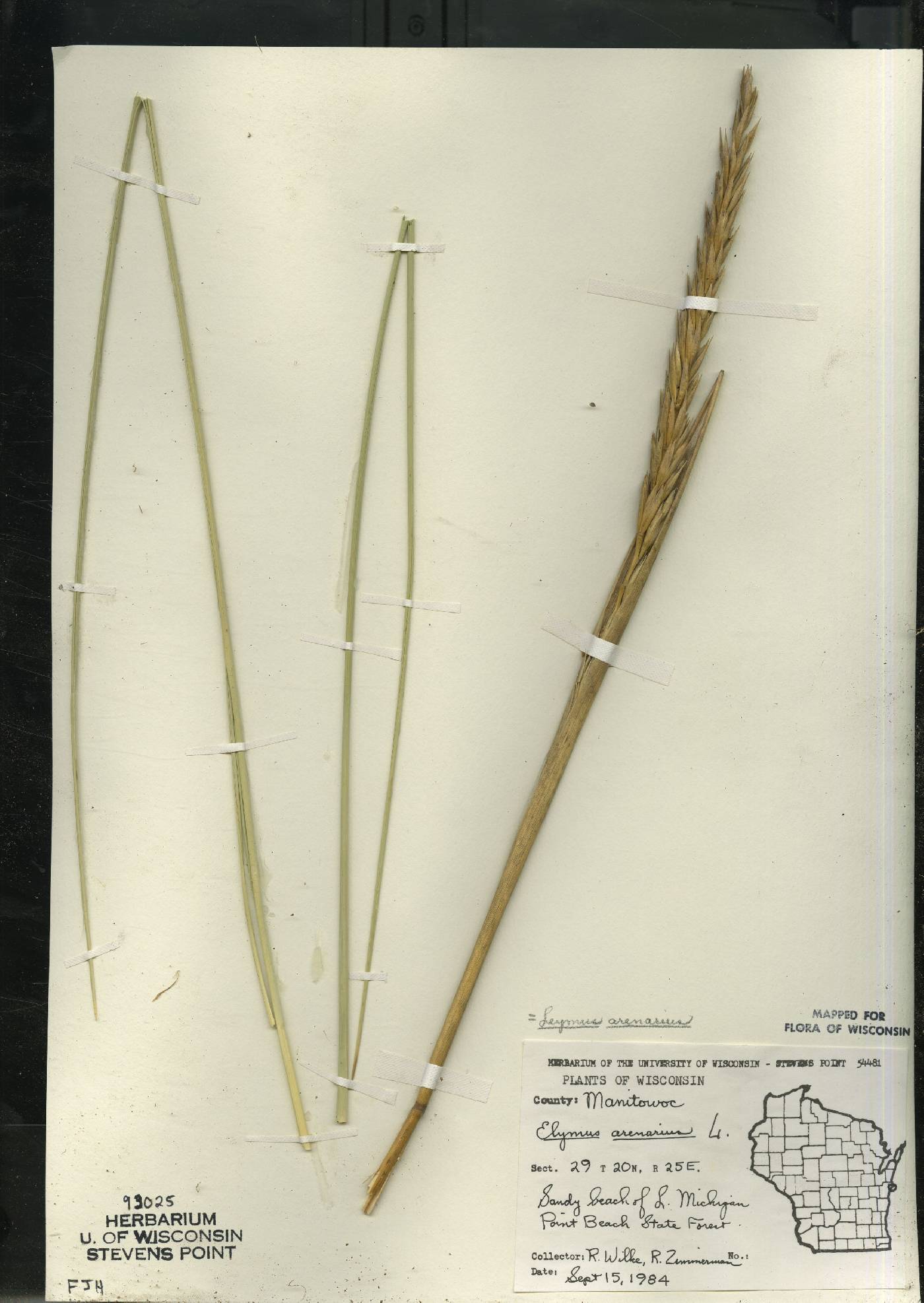 Leymus arenarius image