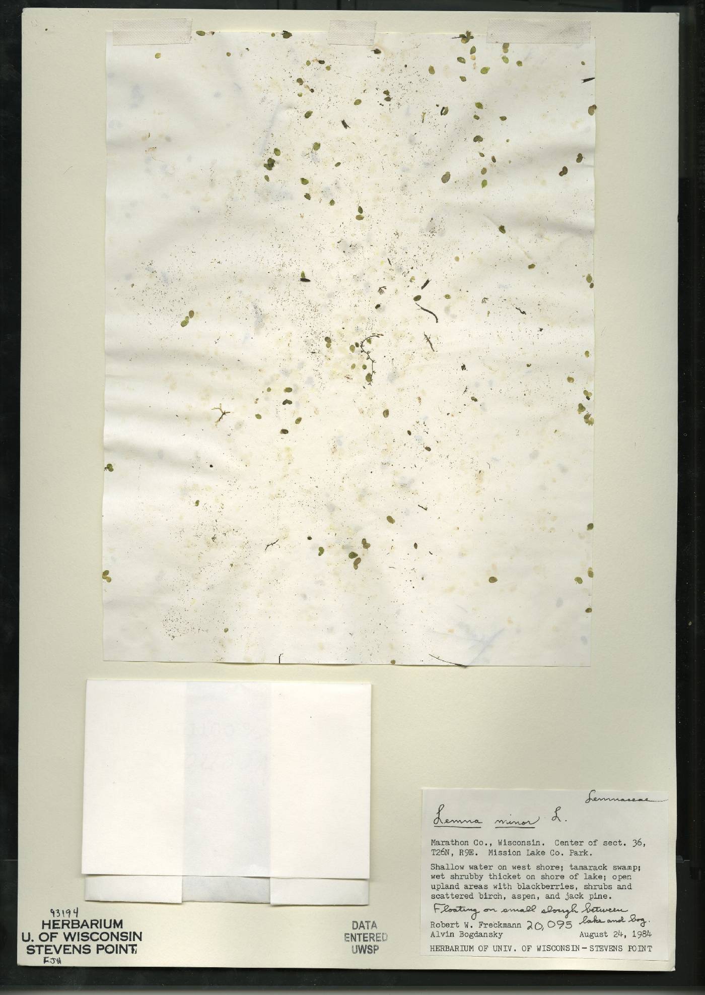 Lemna minor image
