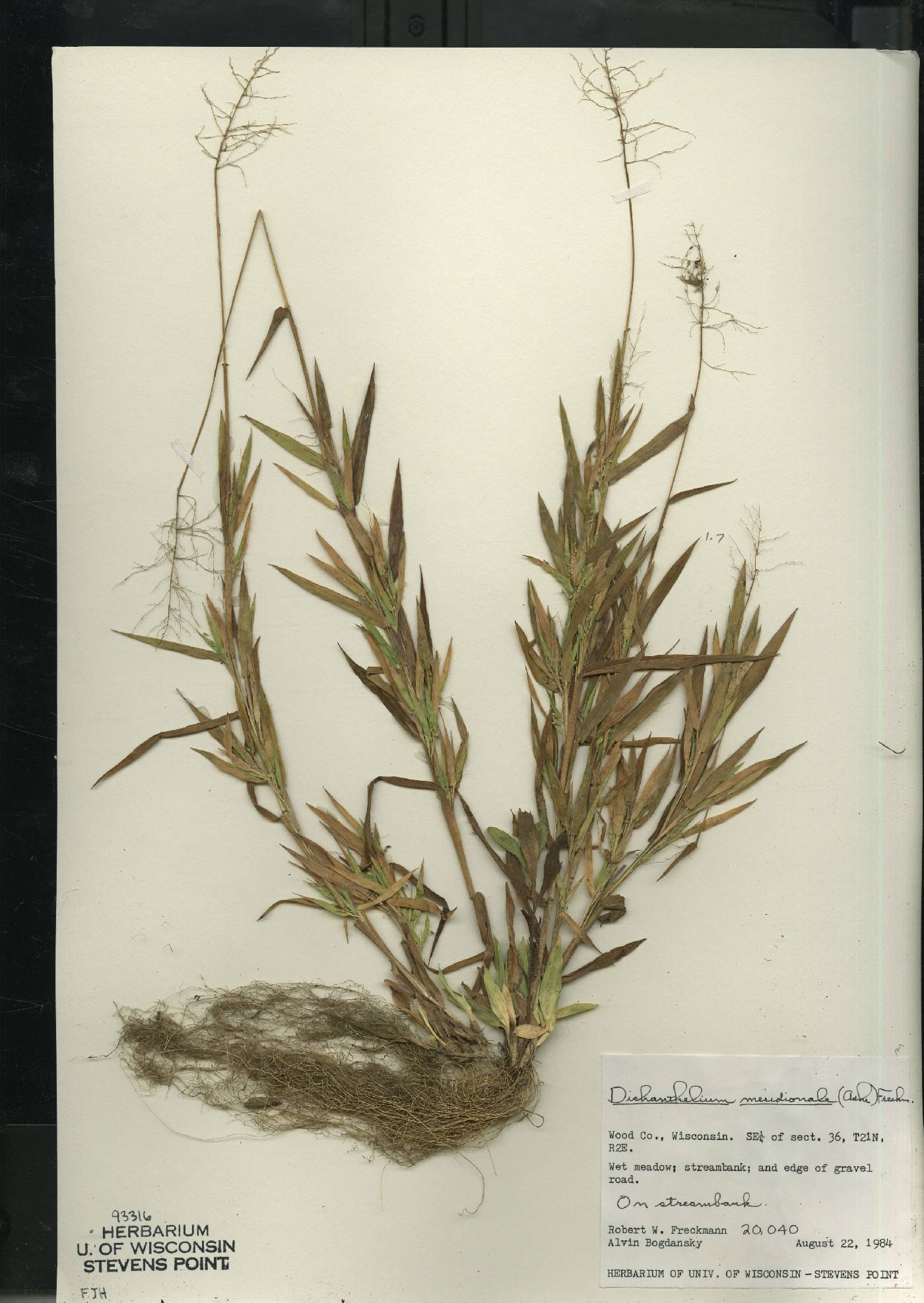 Dichanthelium meridionale image