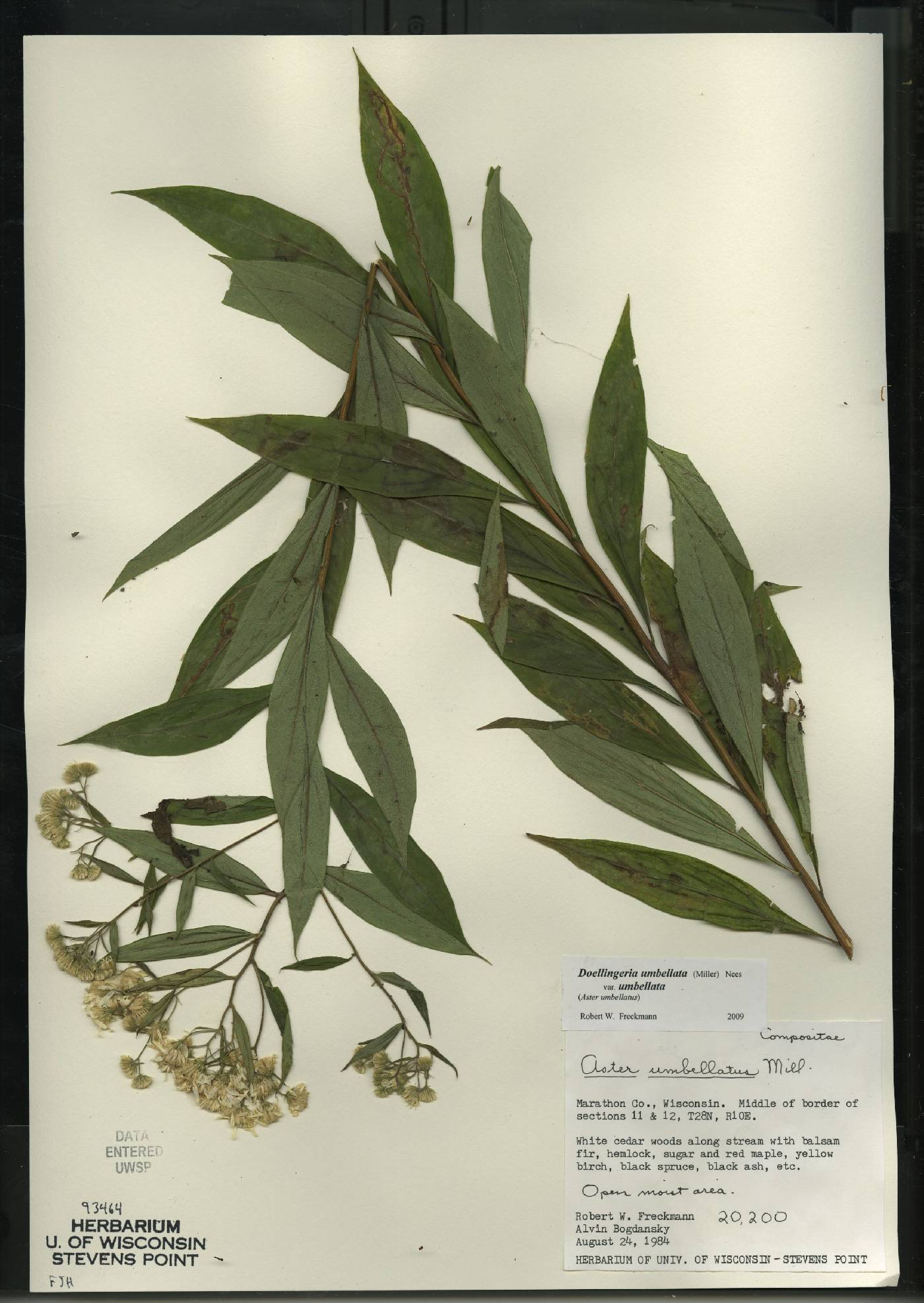 Doellingeria umbellata var. umbellata image