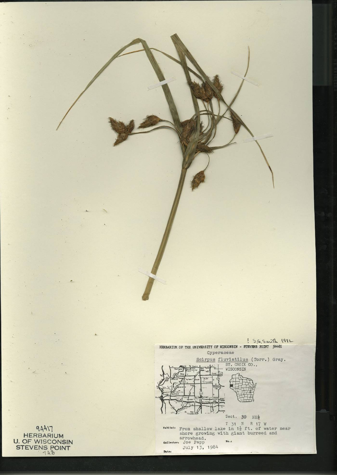 Bolboschoenus fluviatilis image