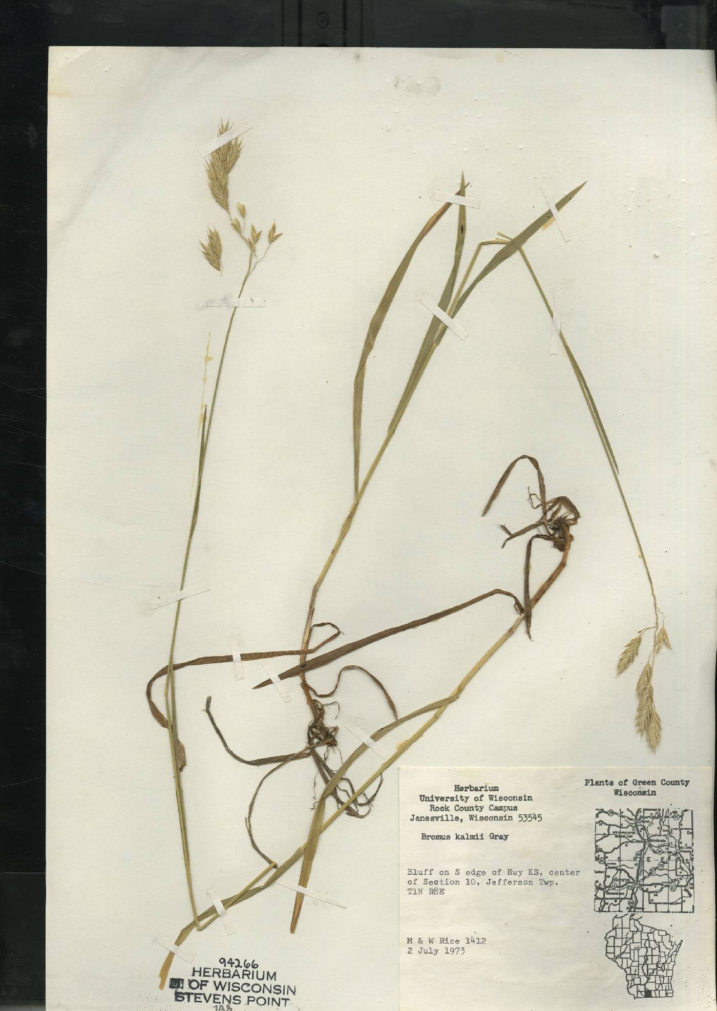 Bromus kalmii image