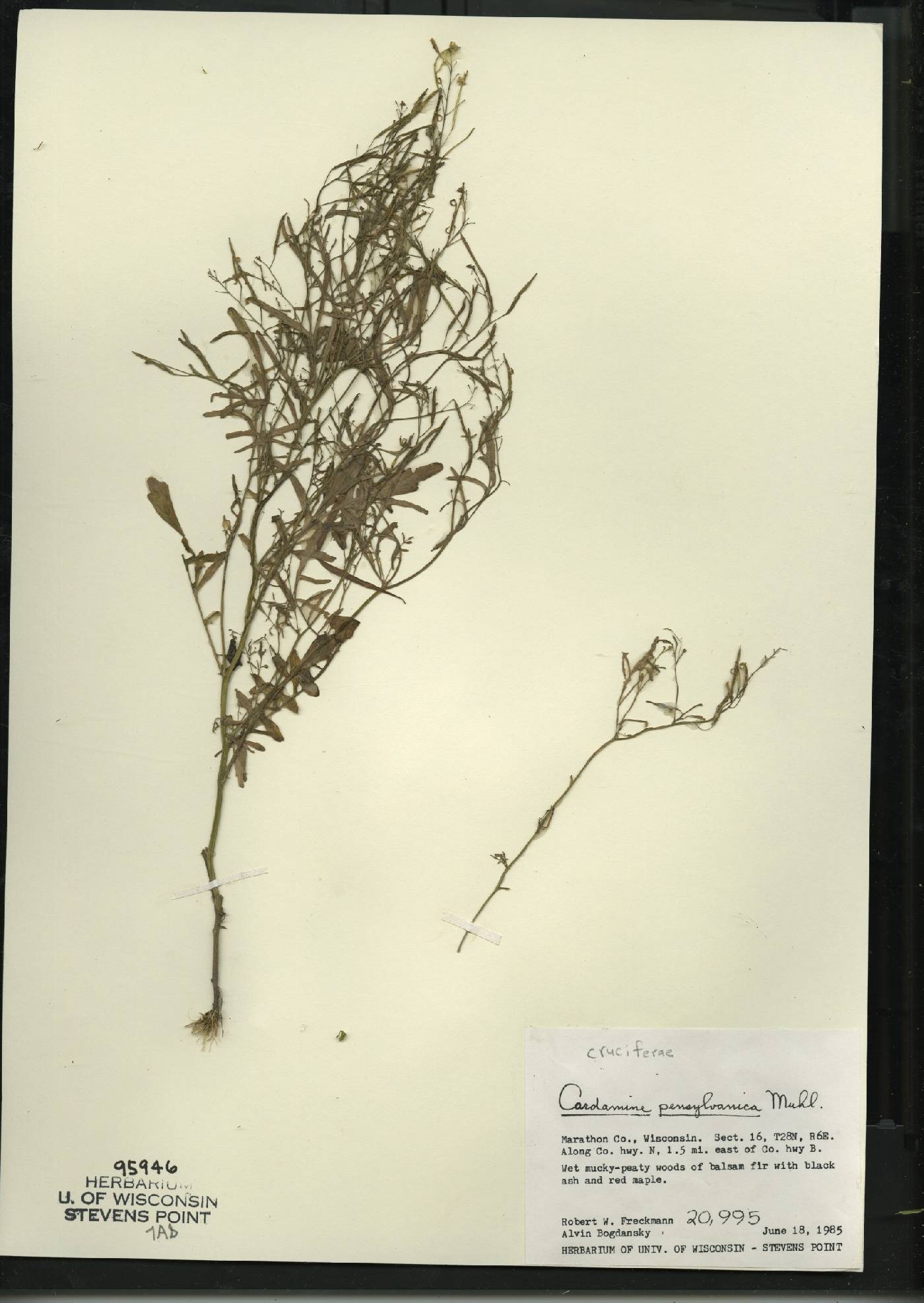 Cardamine pensylvanica image