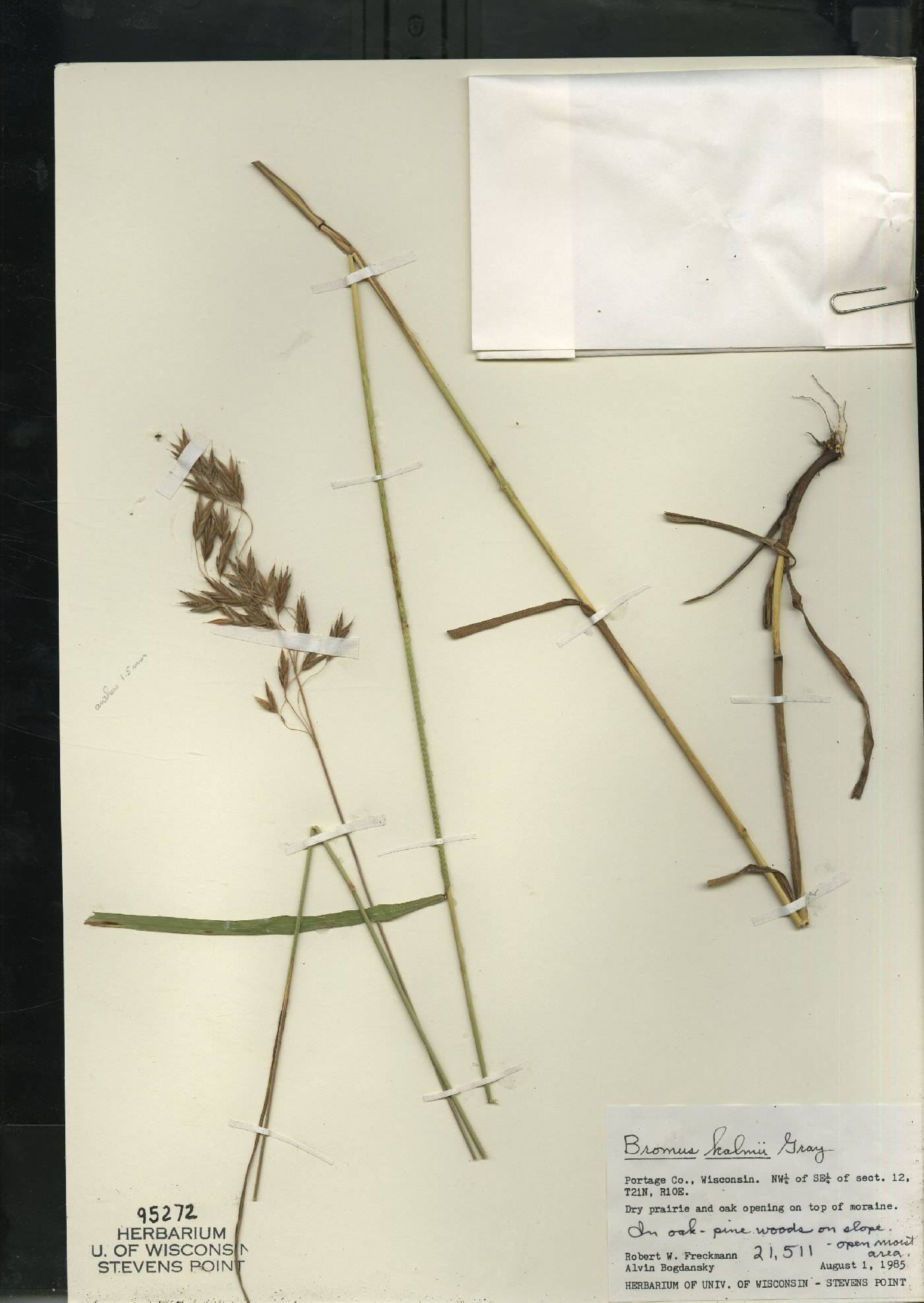 Bromus kalmii image