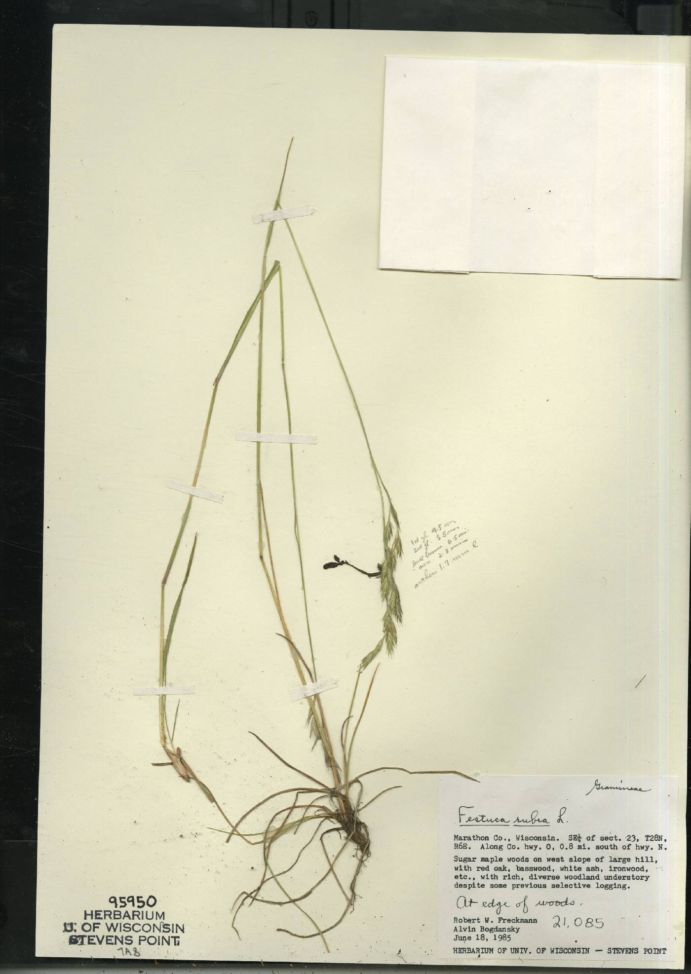 Festuca rubra image