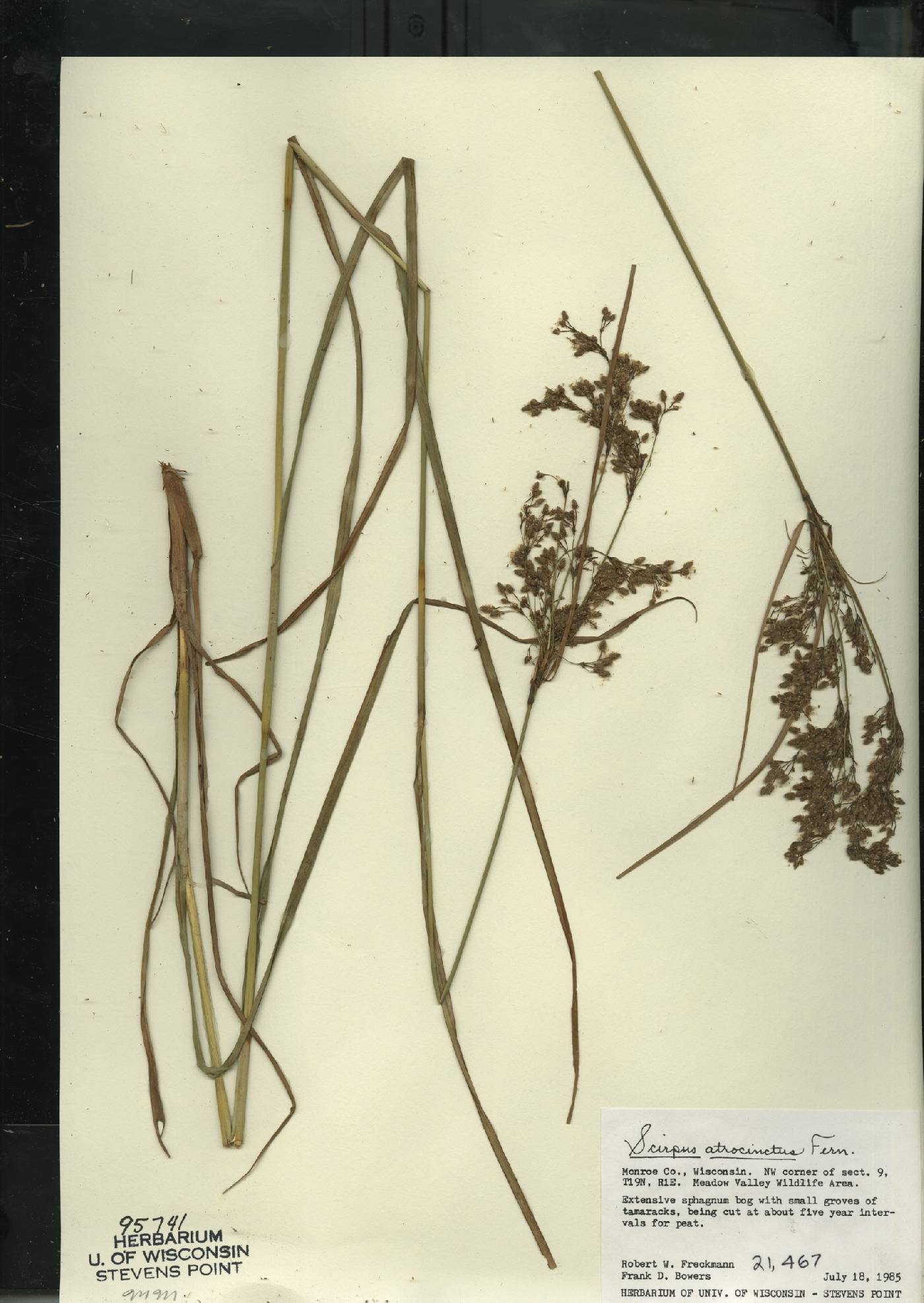 Scirpus atrocinctus image