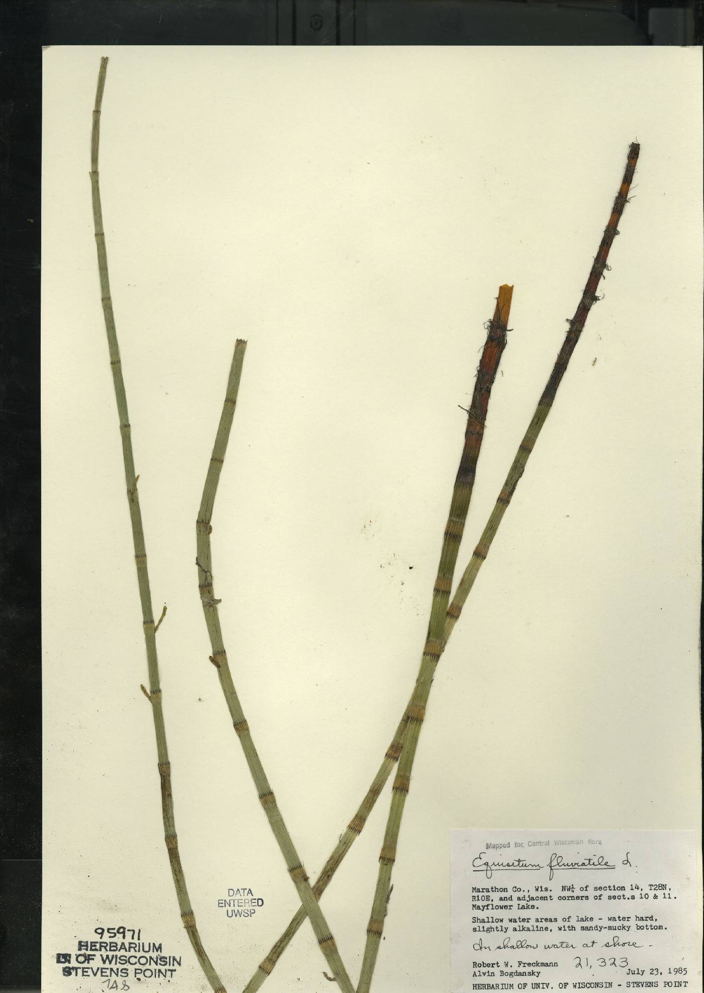 Equisetum fluviatile image