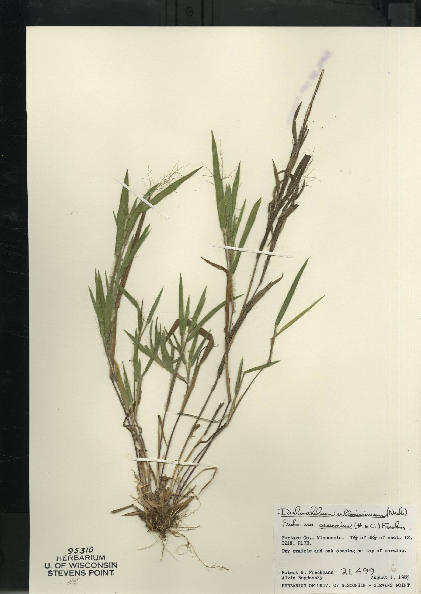 Dichanthelium villosissimum var. praecocius image