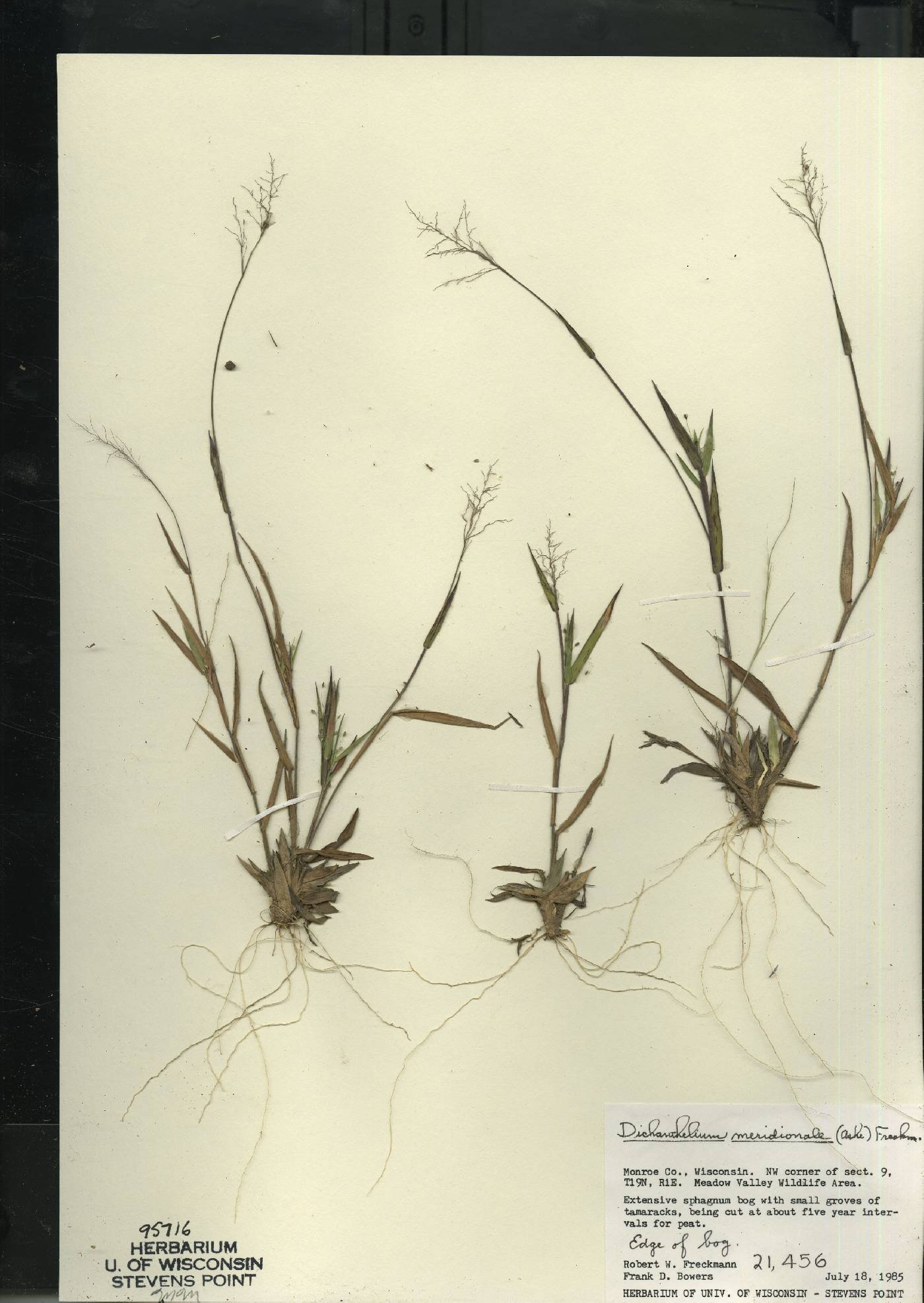 Dichanthelium meridionale image