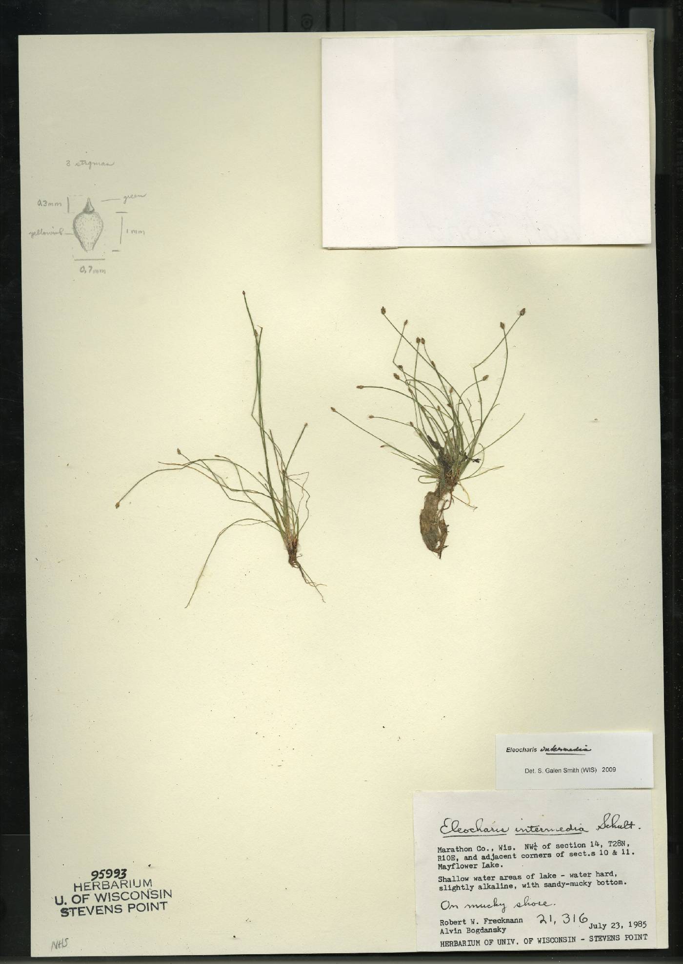 Eleocharis intermedia image
