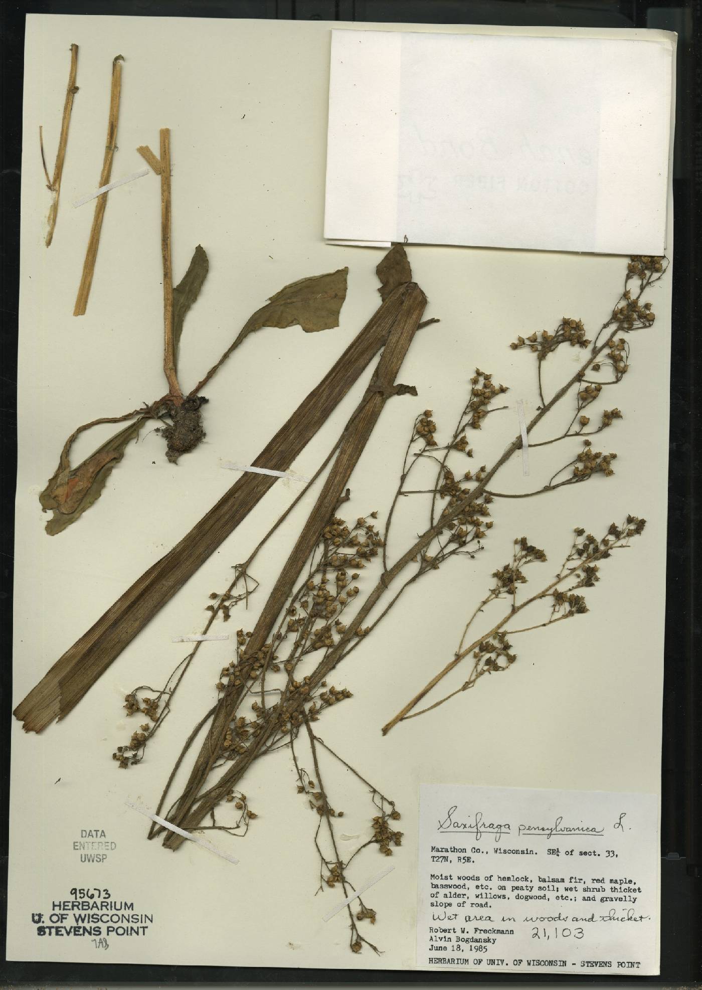 Micranthes pensylvanica image