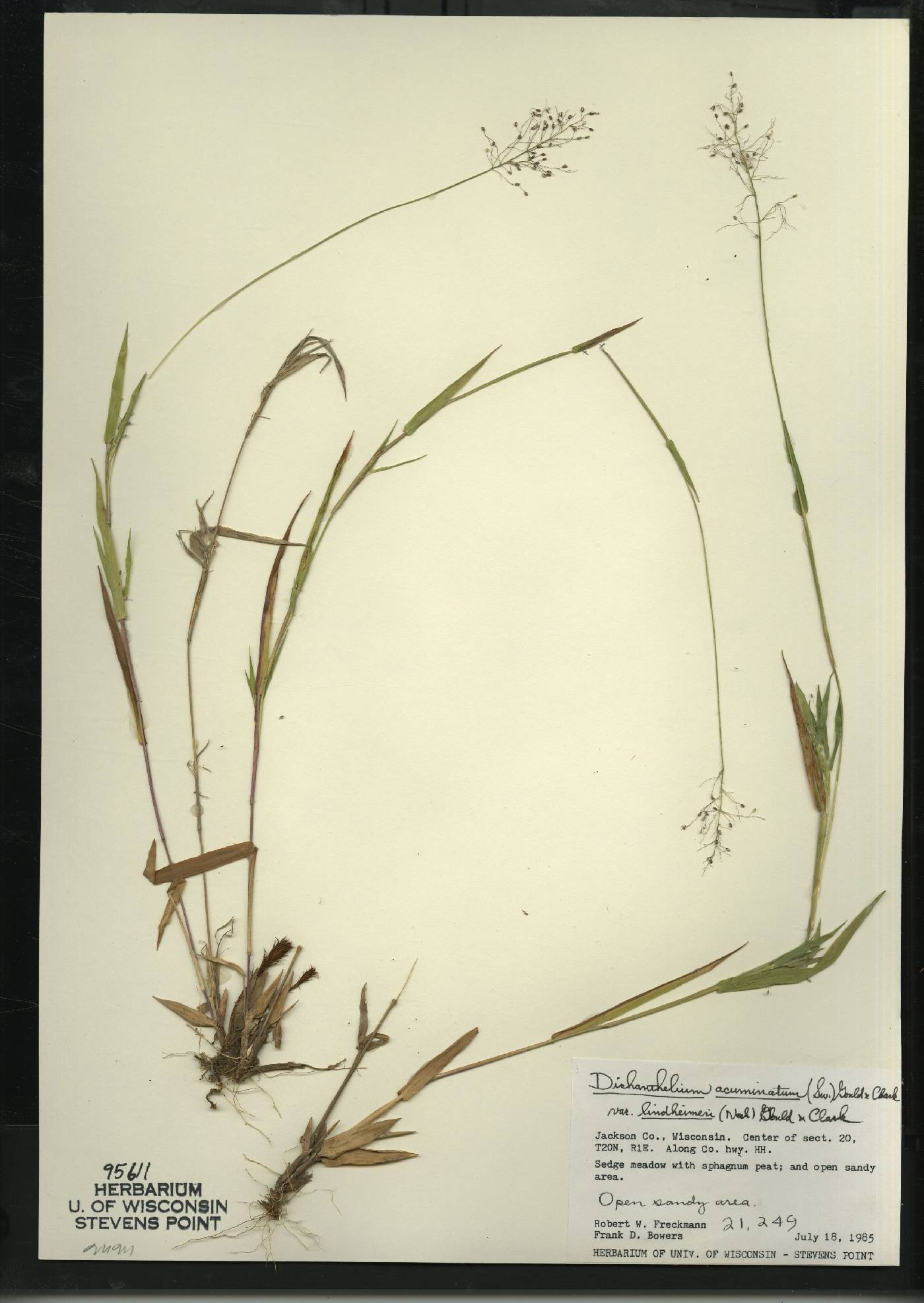 Dichanthelium acuminatum var. lindheimeri image