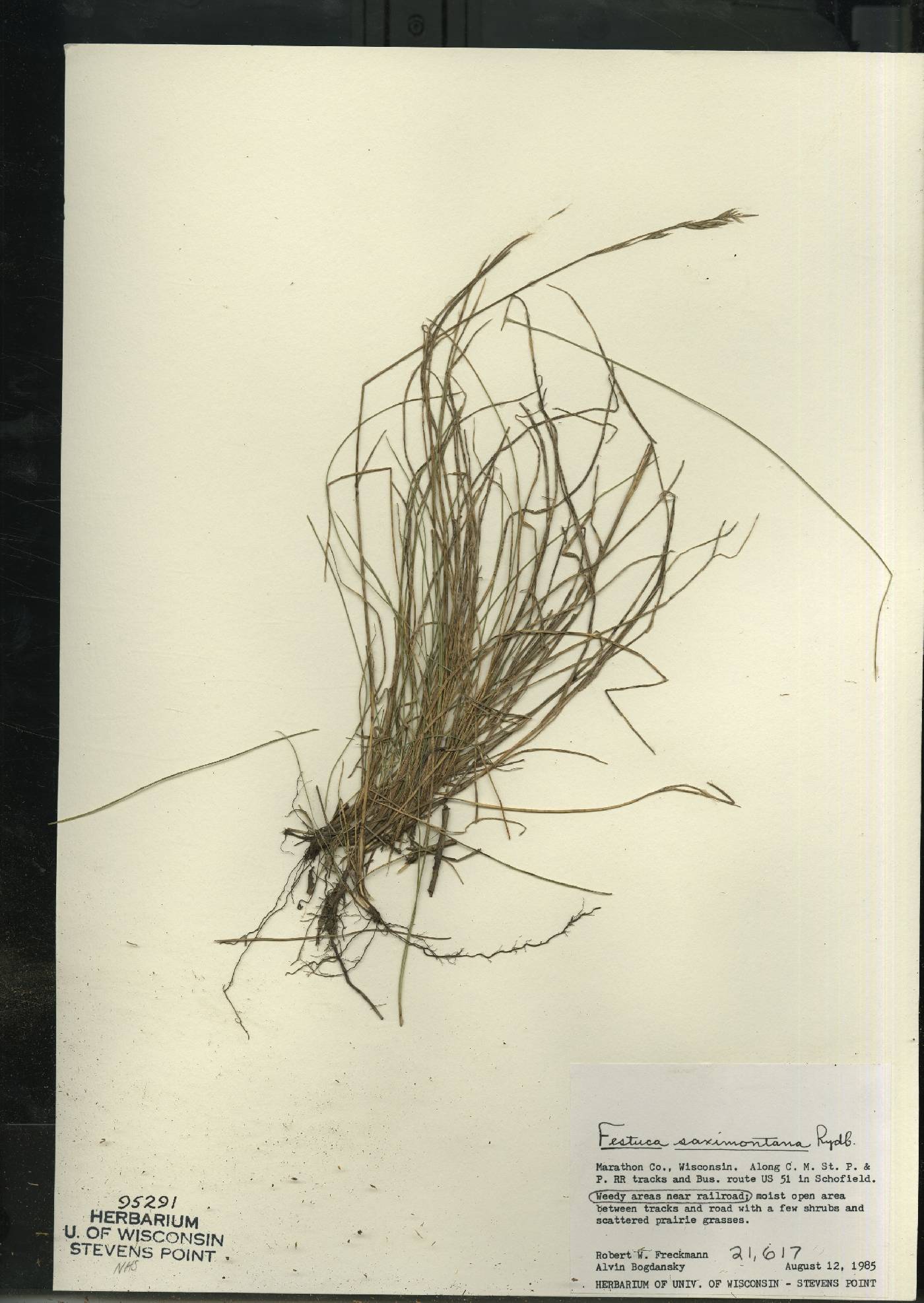 Festuca saximontana subsp. saximontana image