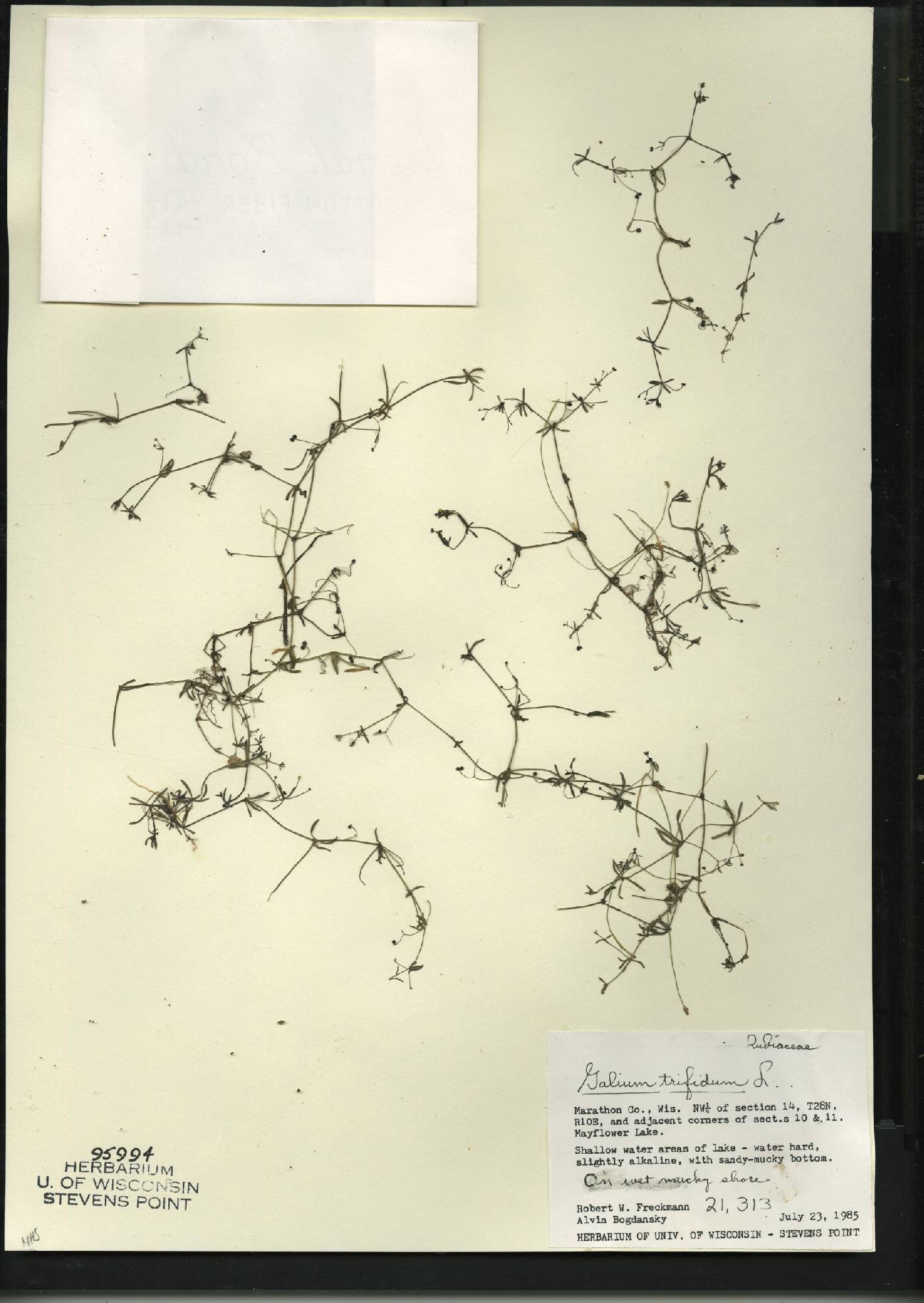Galium trifidum image