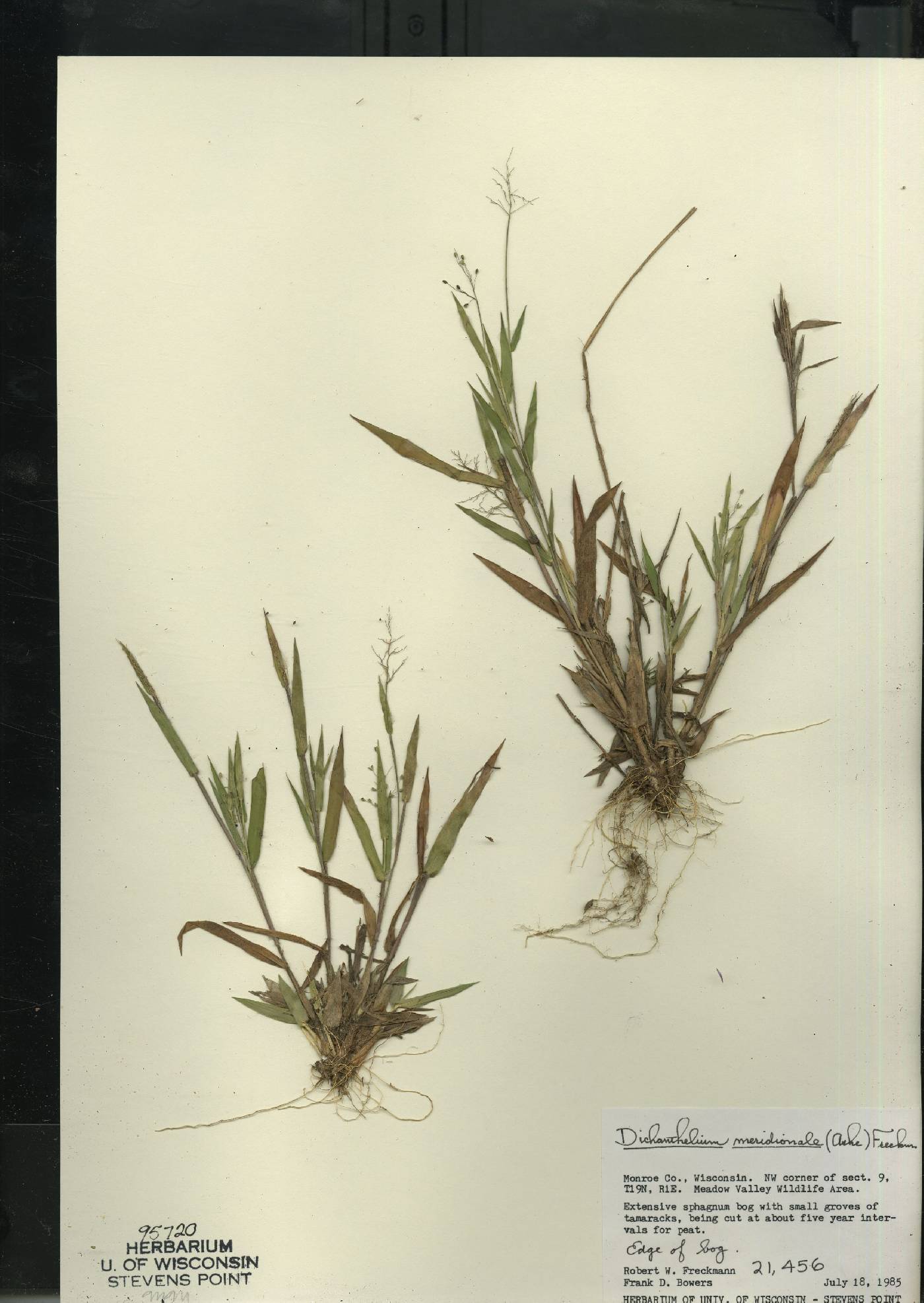 Dichanthelium meridionale image
