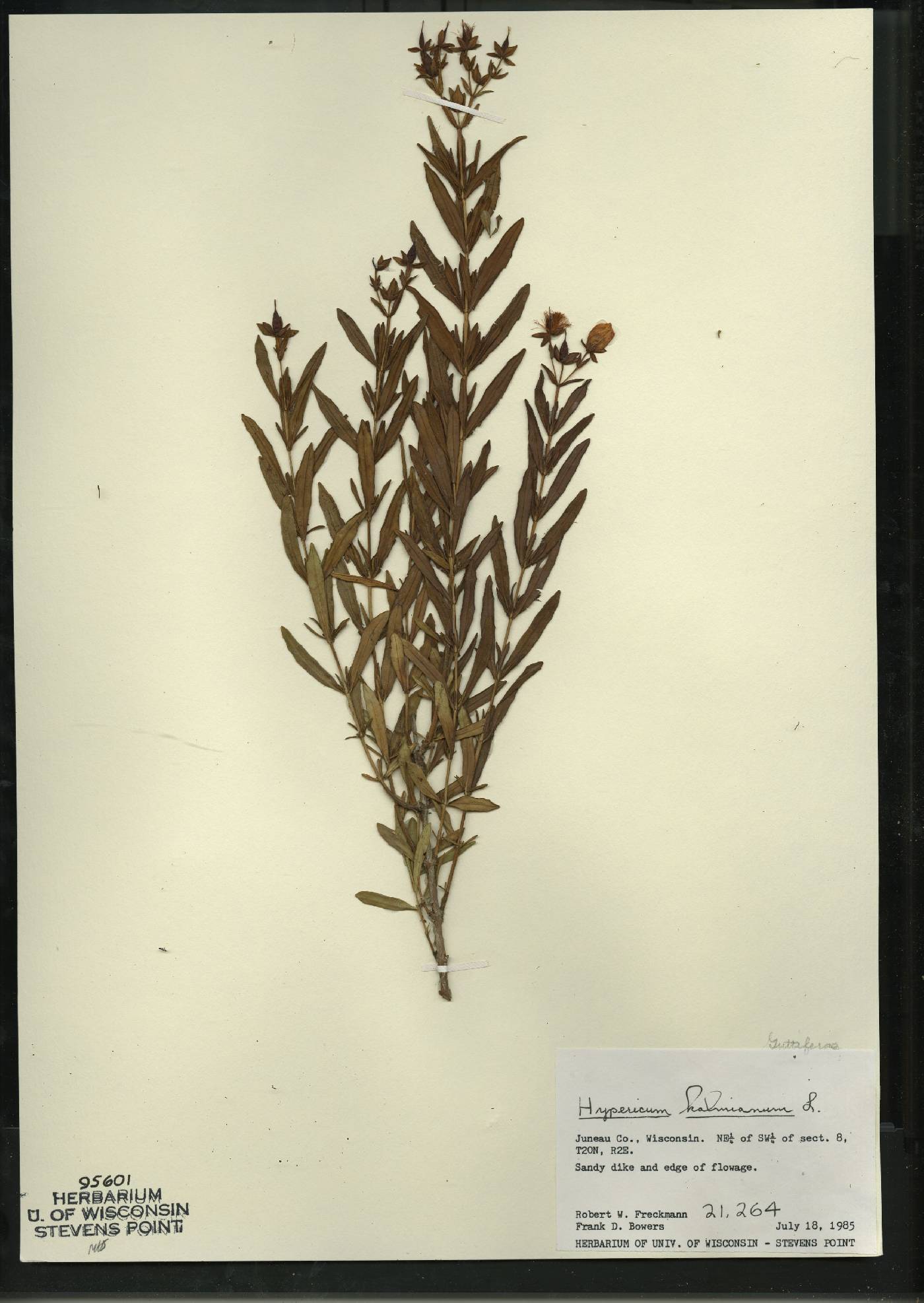Hypericum kalmianum image