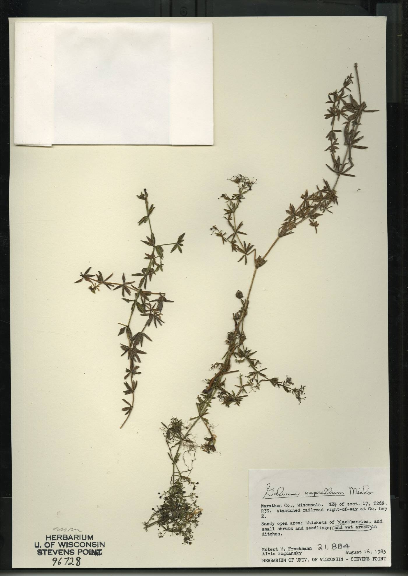 Galium asprellum image