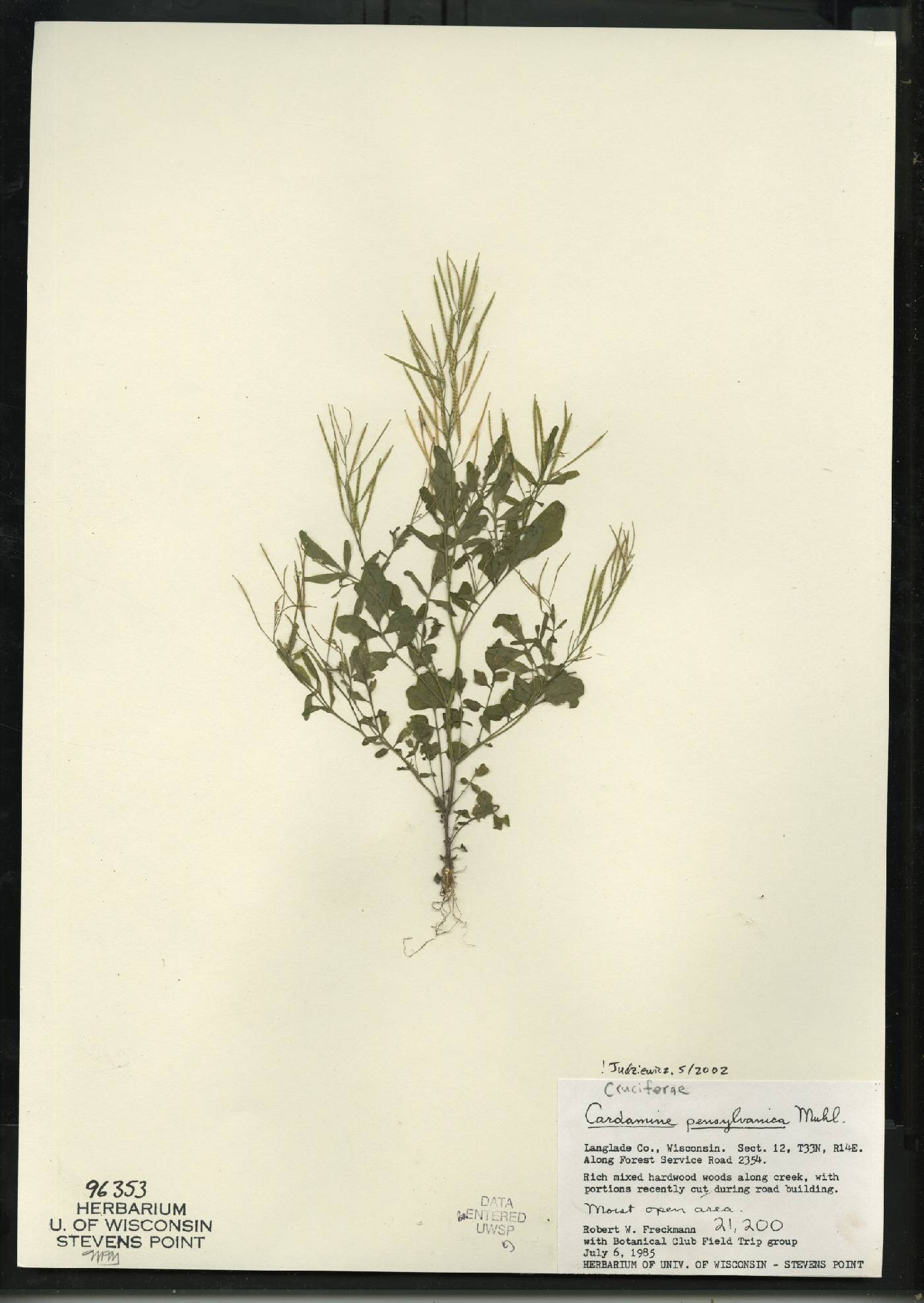 Cardamine pensylvanica image