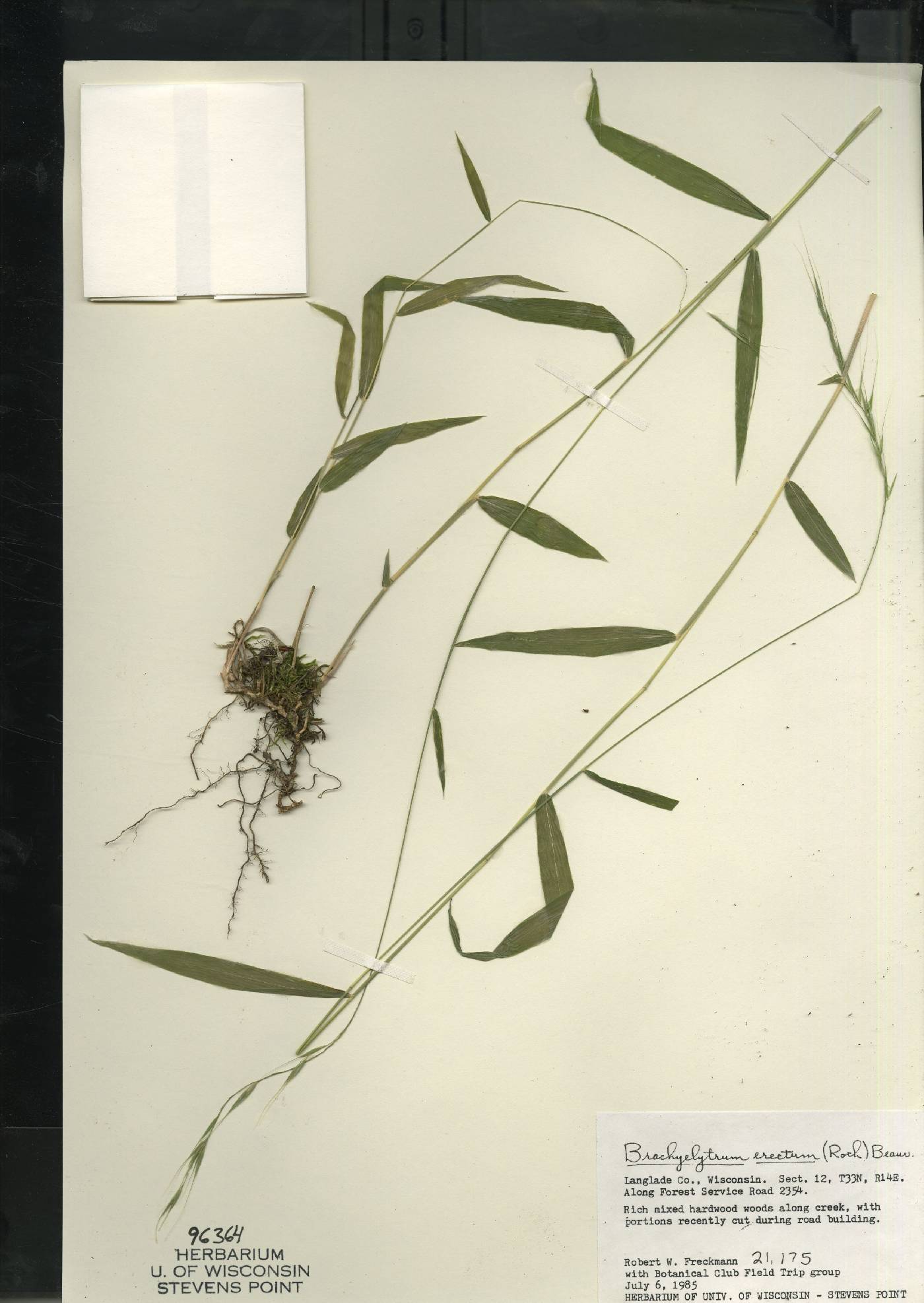 Brachyelytrum aristosum image
