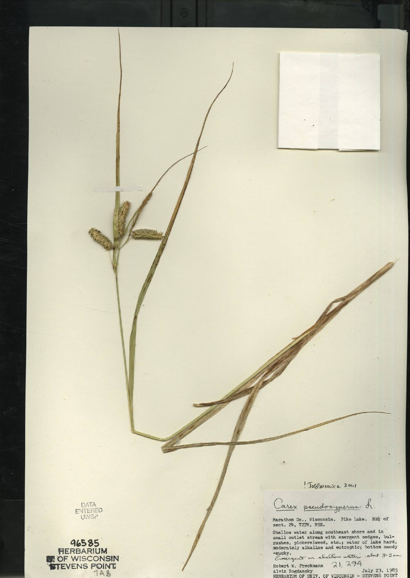 Carex pseudocyperus image