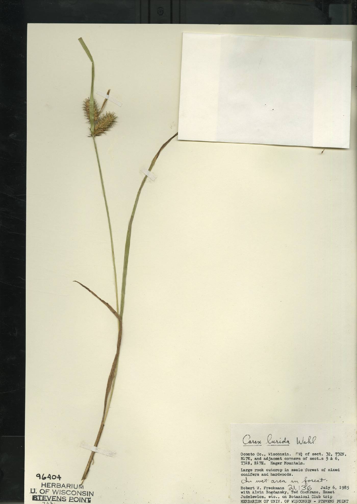 Carex lurida image