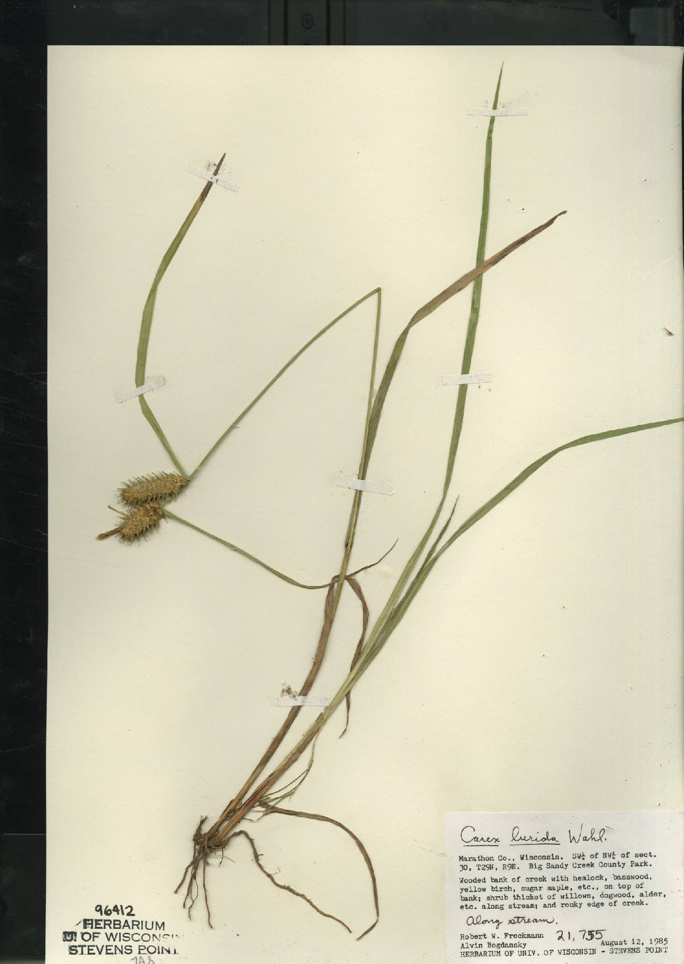 Carex lurida image