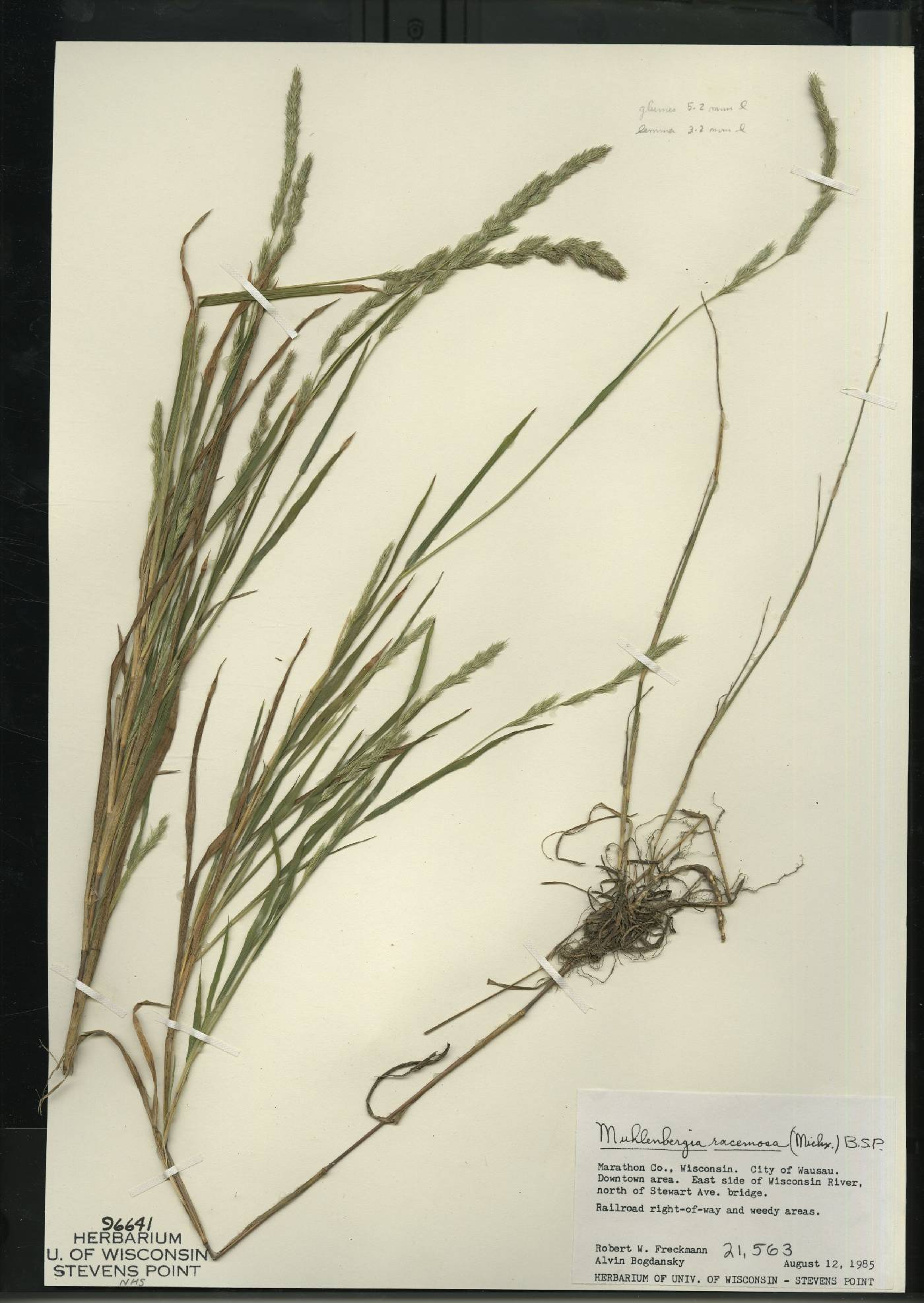 Muhlenbergia racemosa image