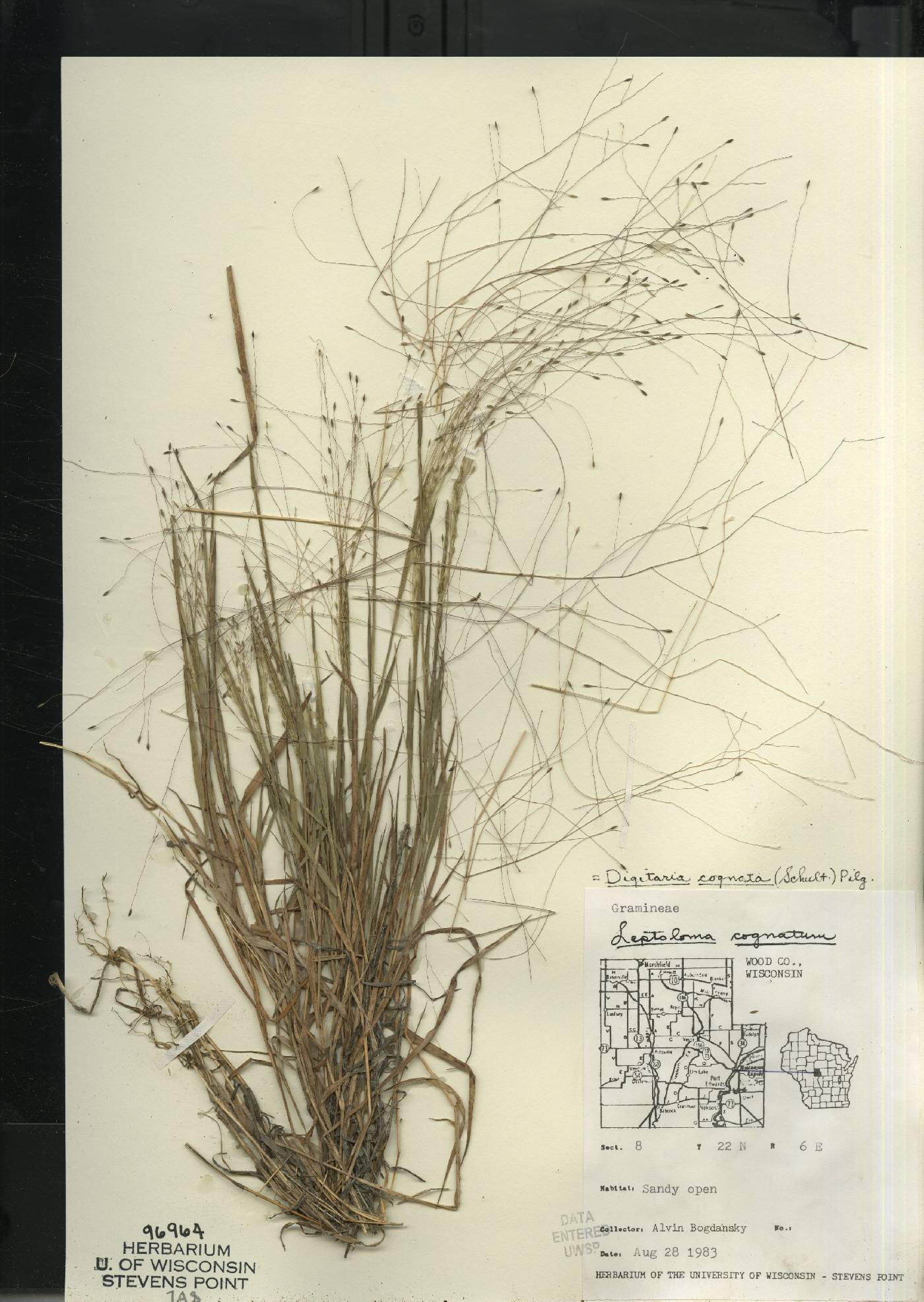 Digitaria cognata image