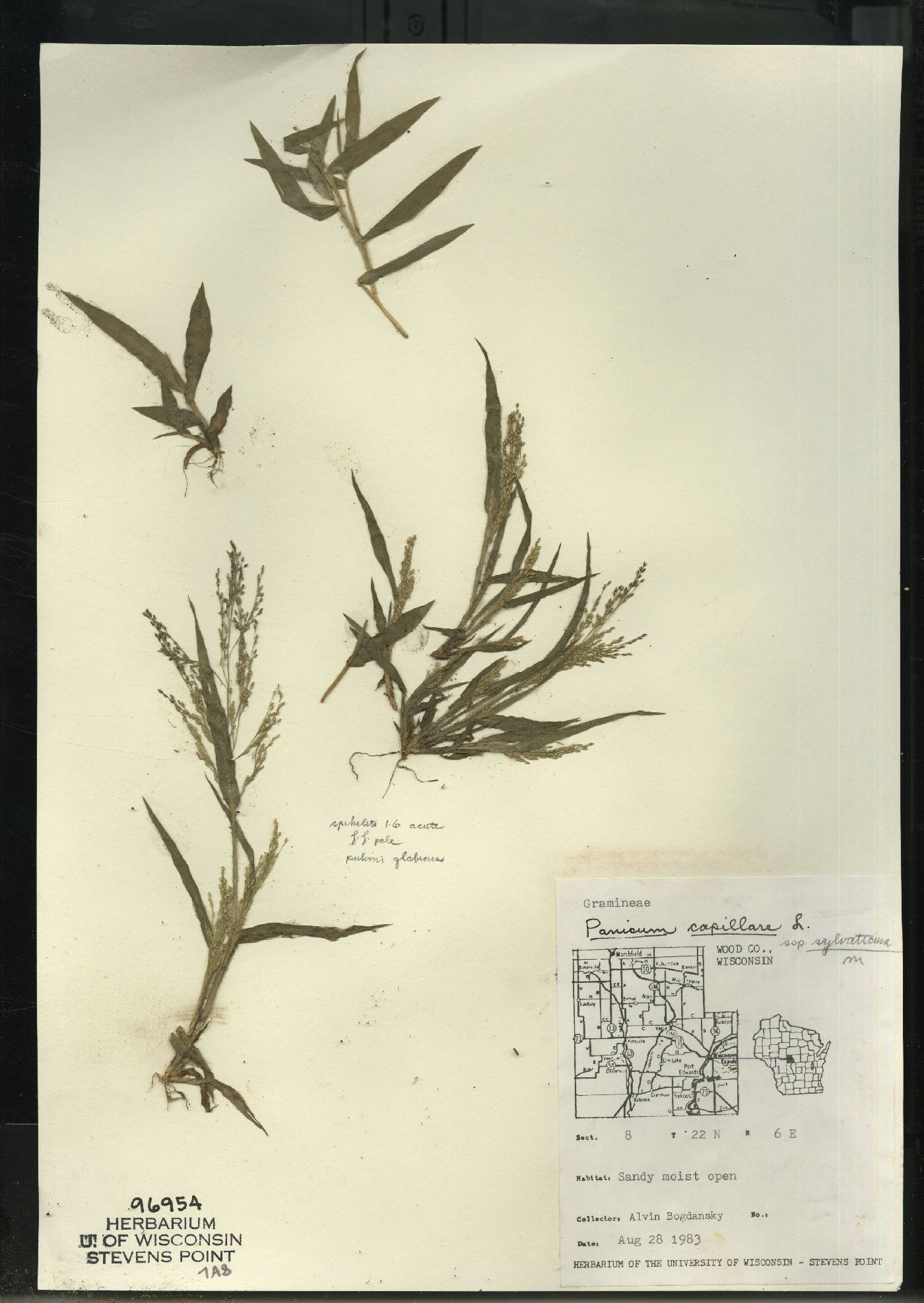Panicum philadelphicum subsp. philadelphicum image