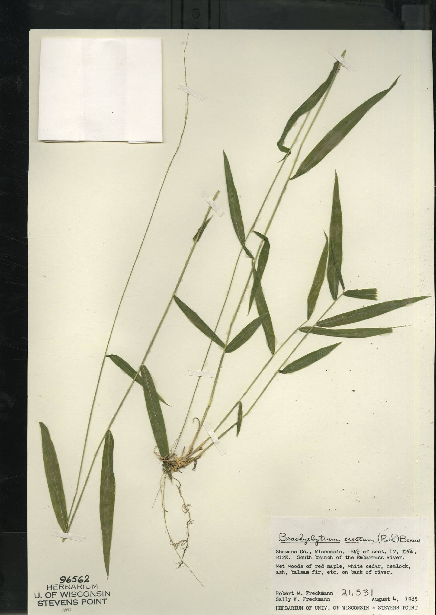 Brachyelytrum aristosum image