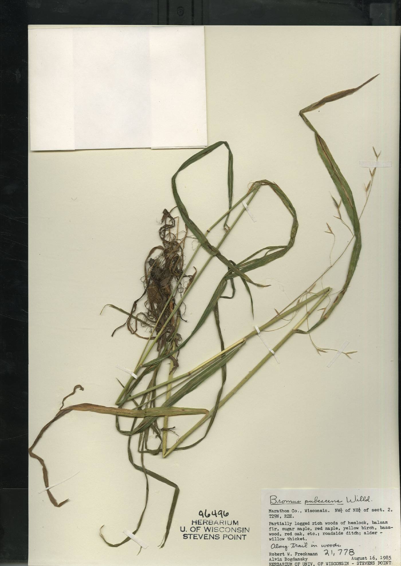 Bromus pubescens image