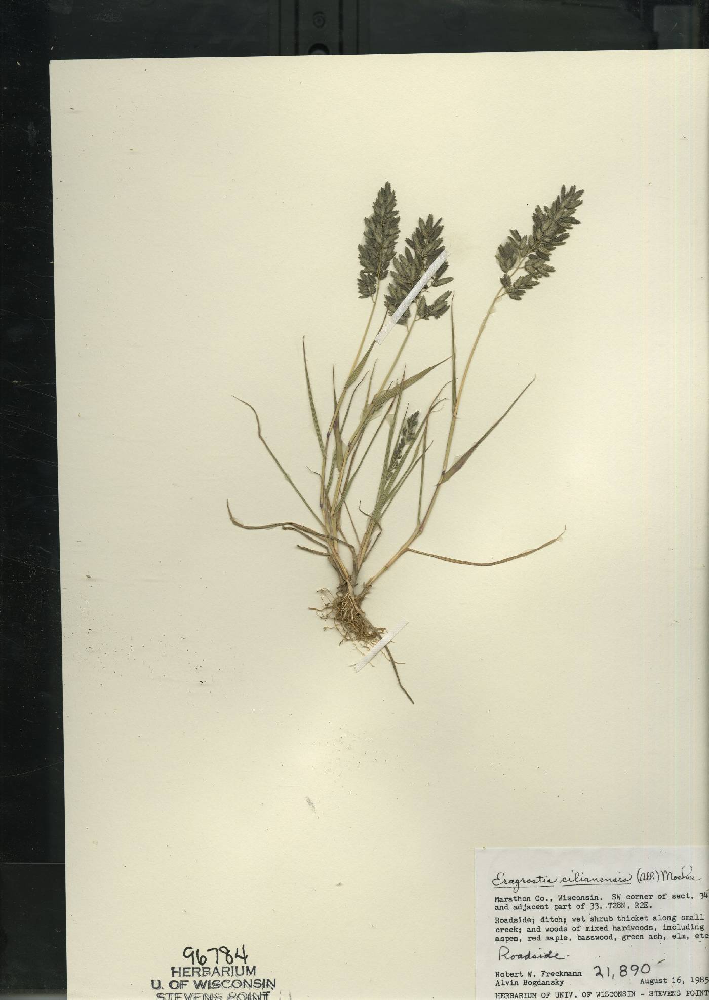Eragrostis cilianensis image