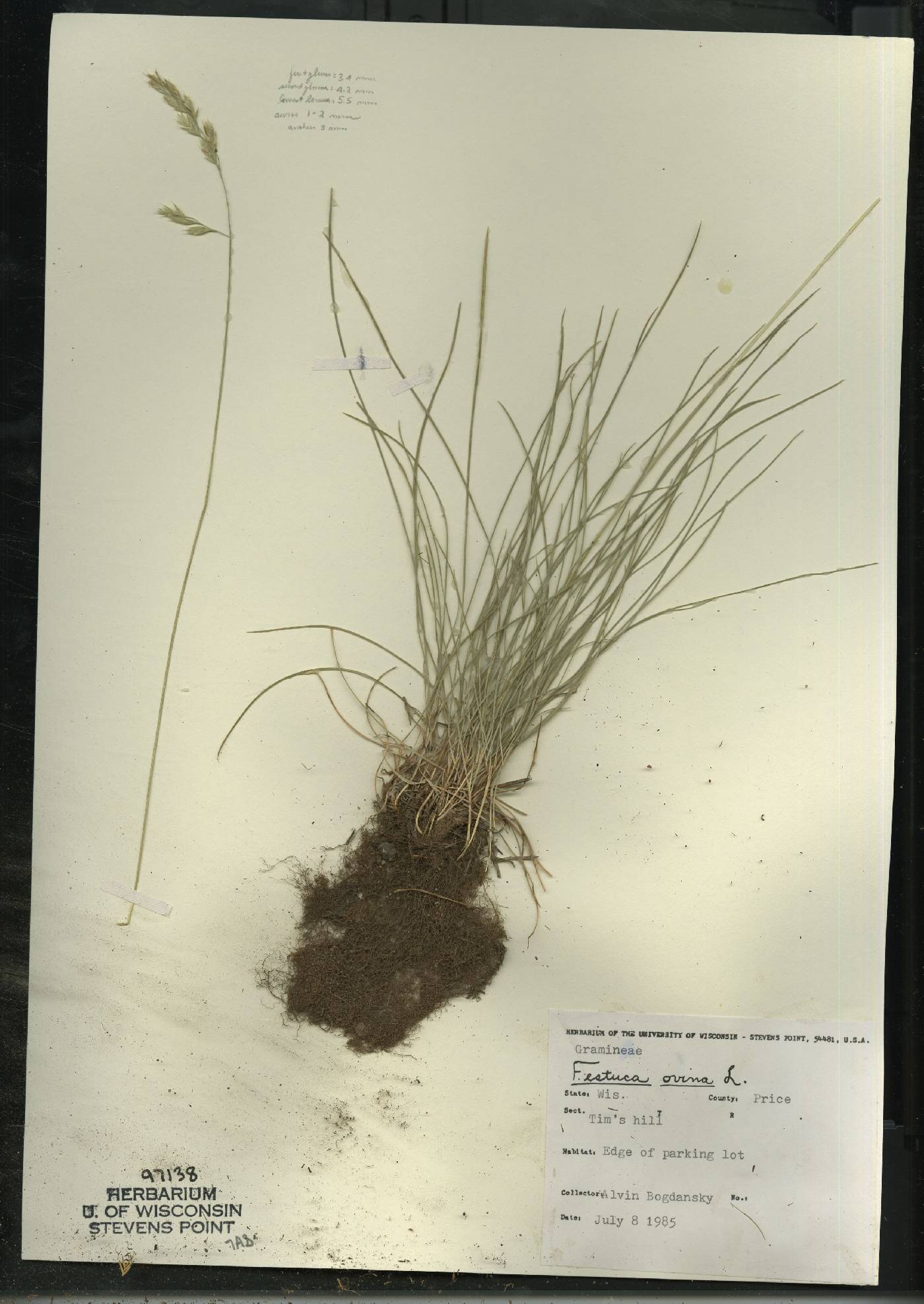 Festuca trachyphylla image