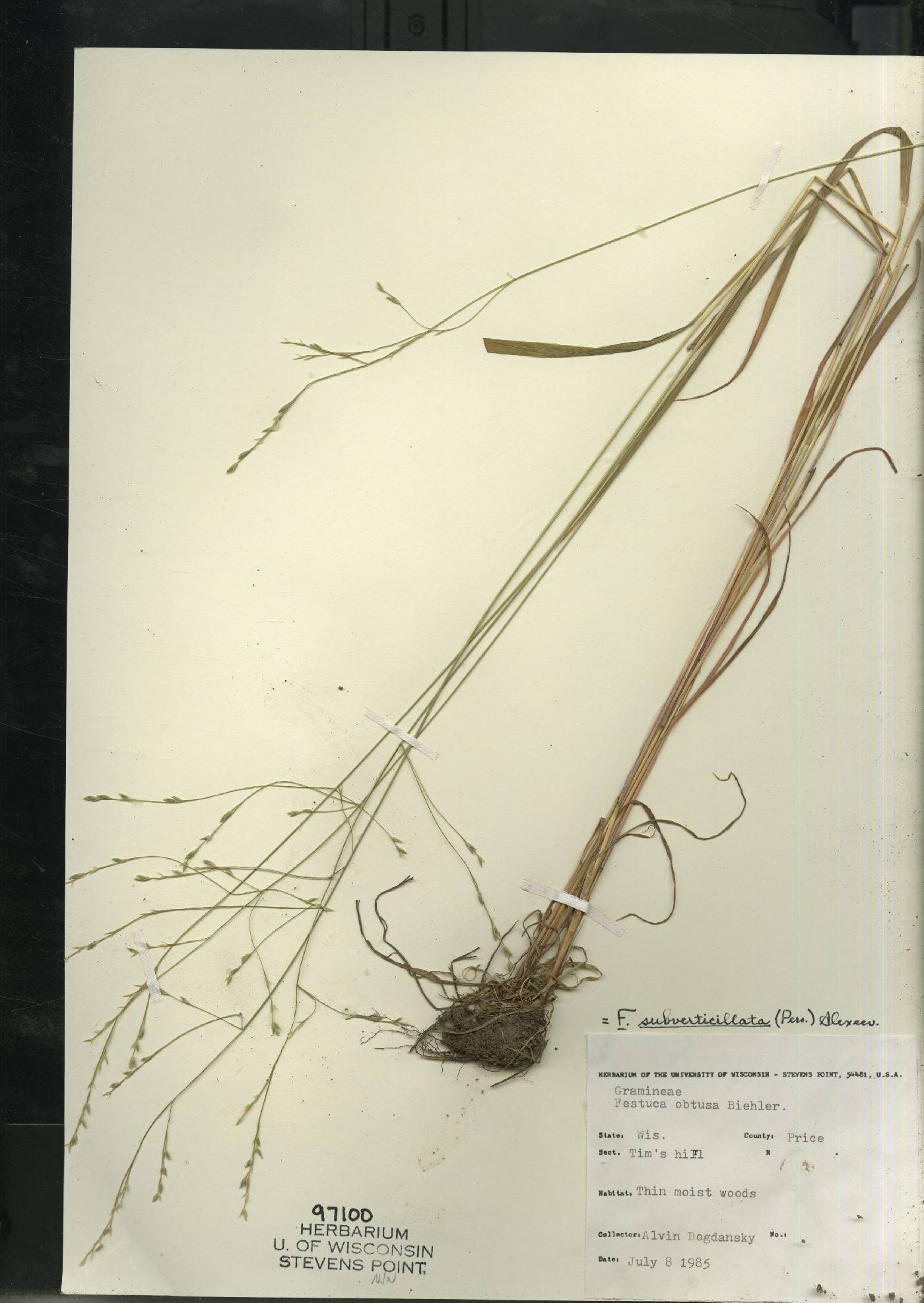 Festuca subverticillata image