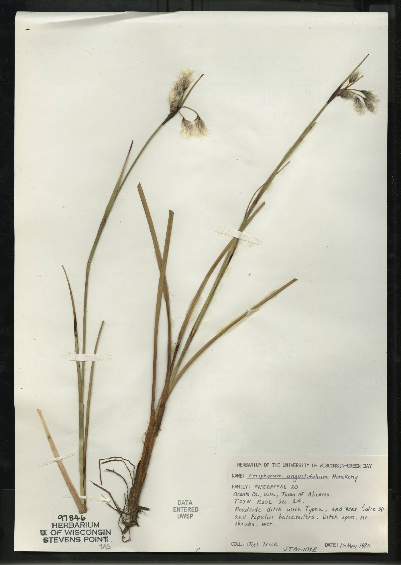 Eriophorum angustifolium subsp. angustifolium image