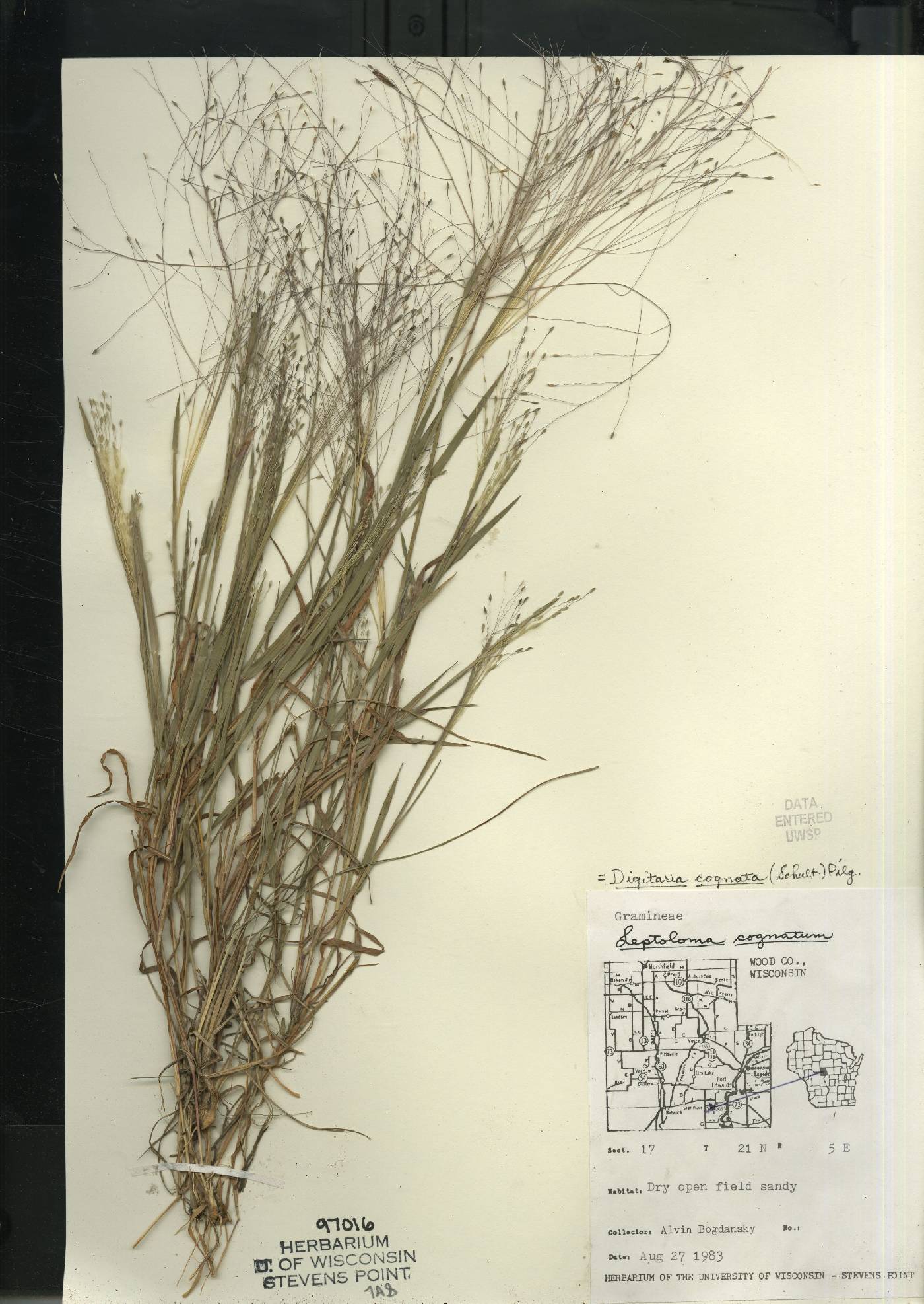 Digitaria cognata image