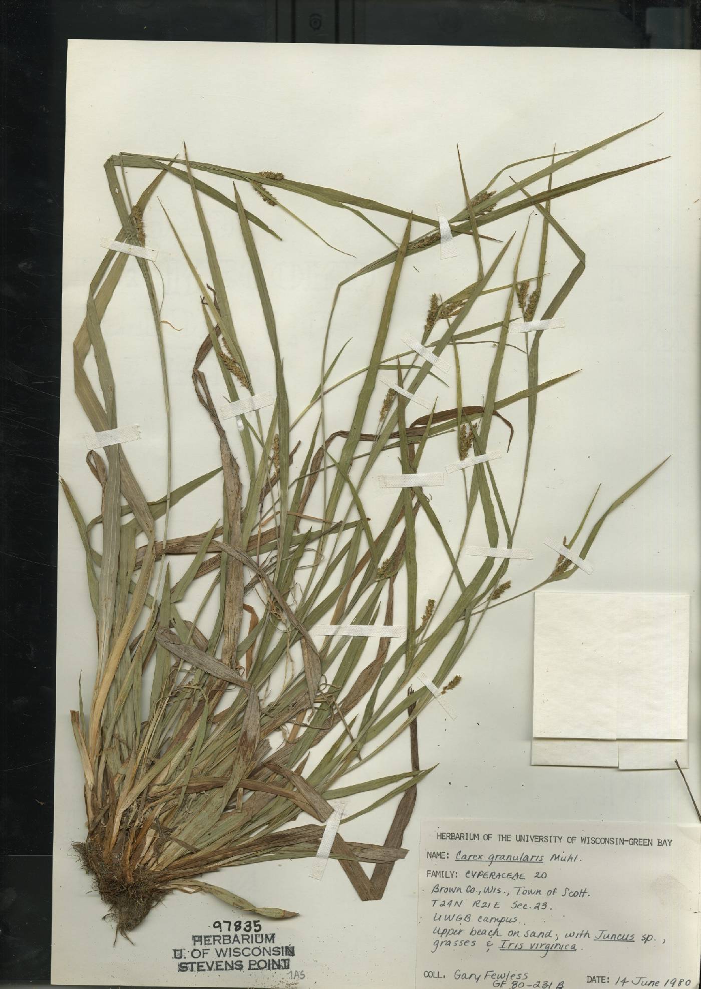 Carex granularis image