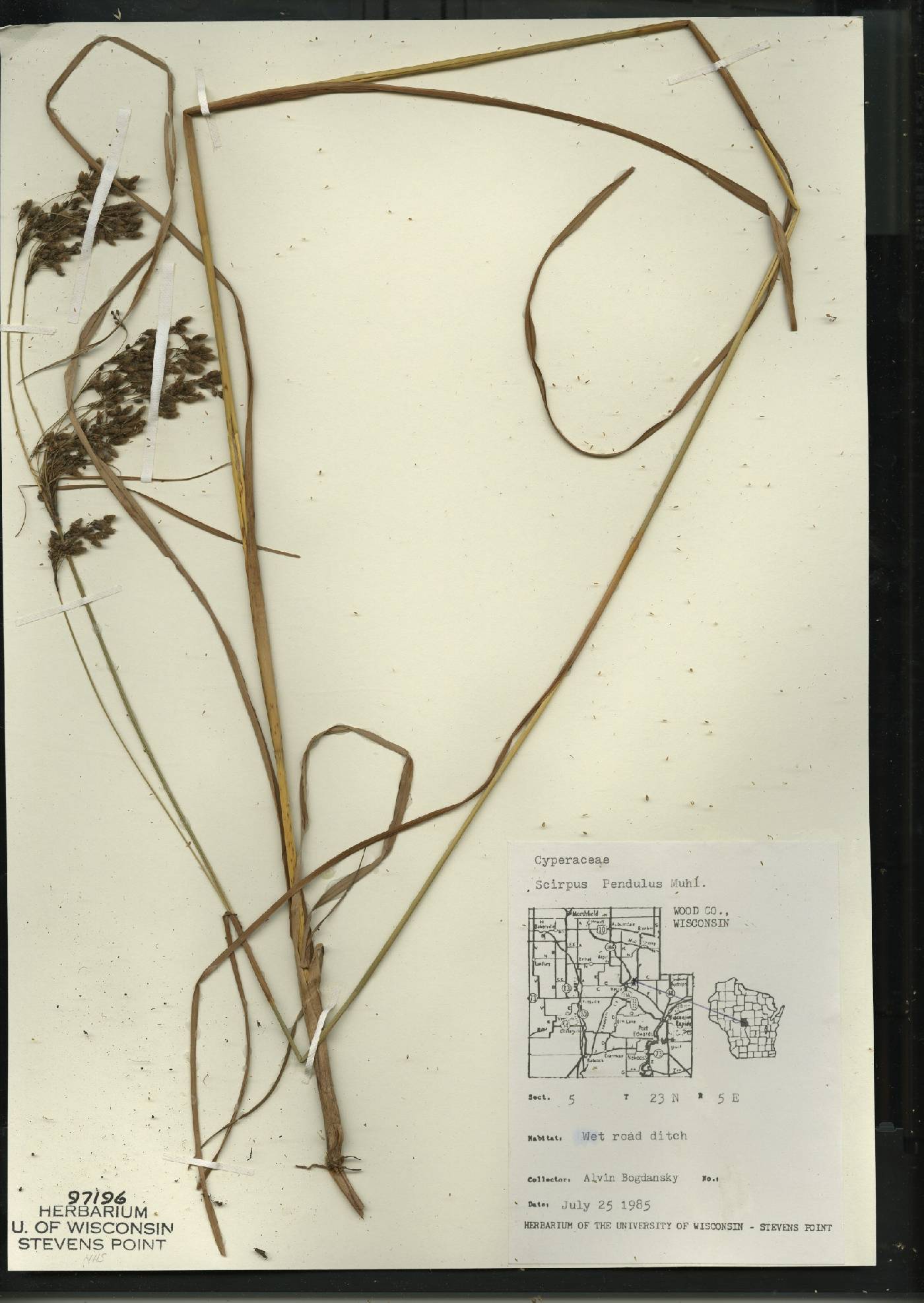 Scirpus pendulus image
