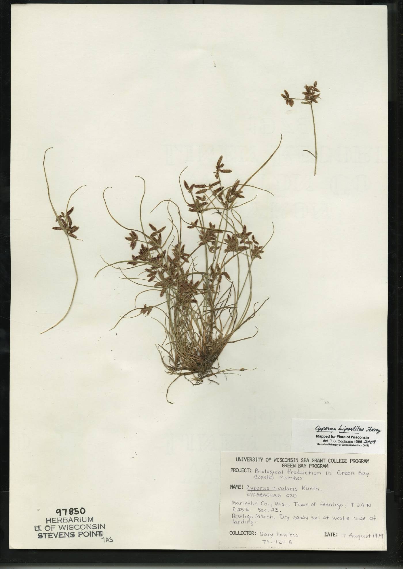 Cyperus bipartitus image