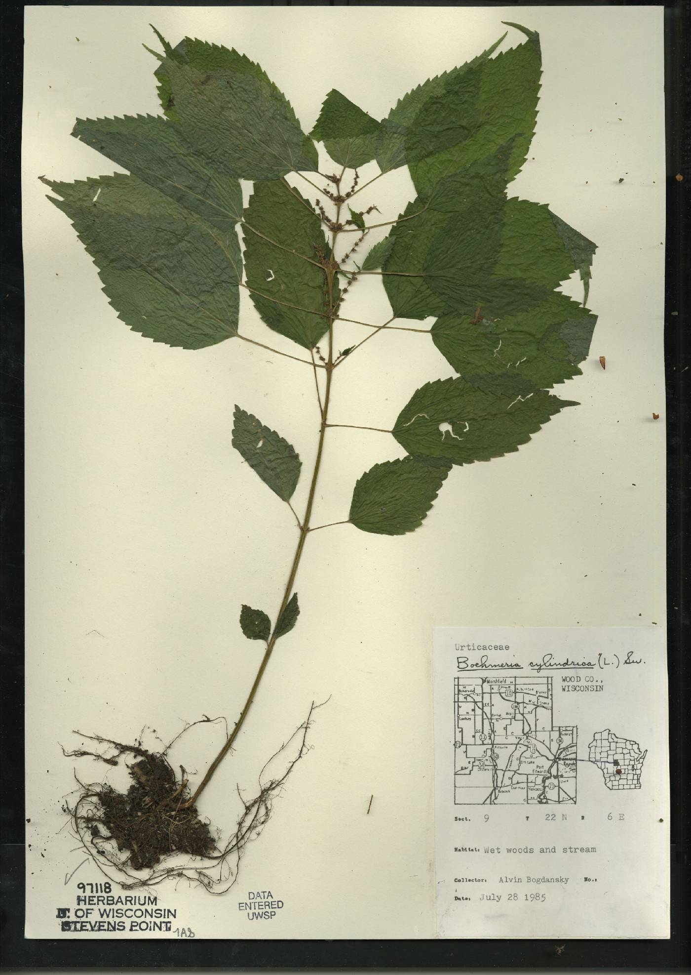 Boehmeria cylindrica image