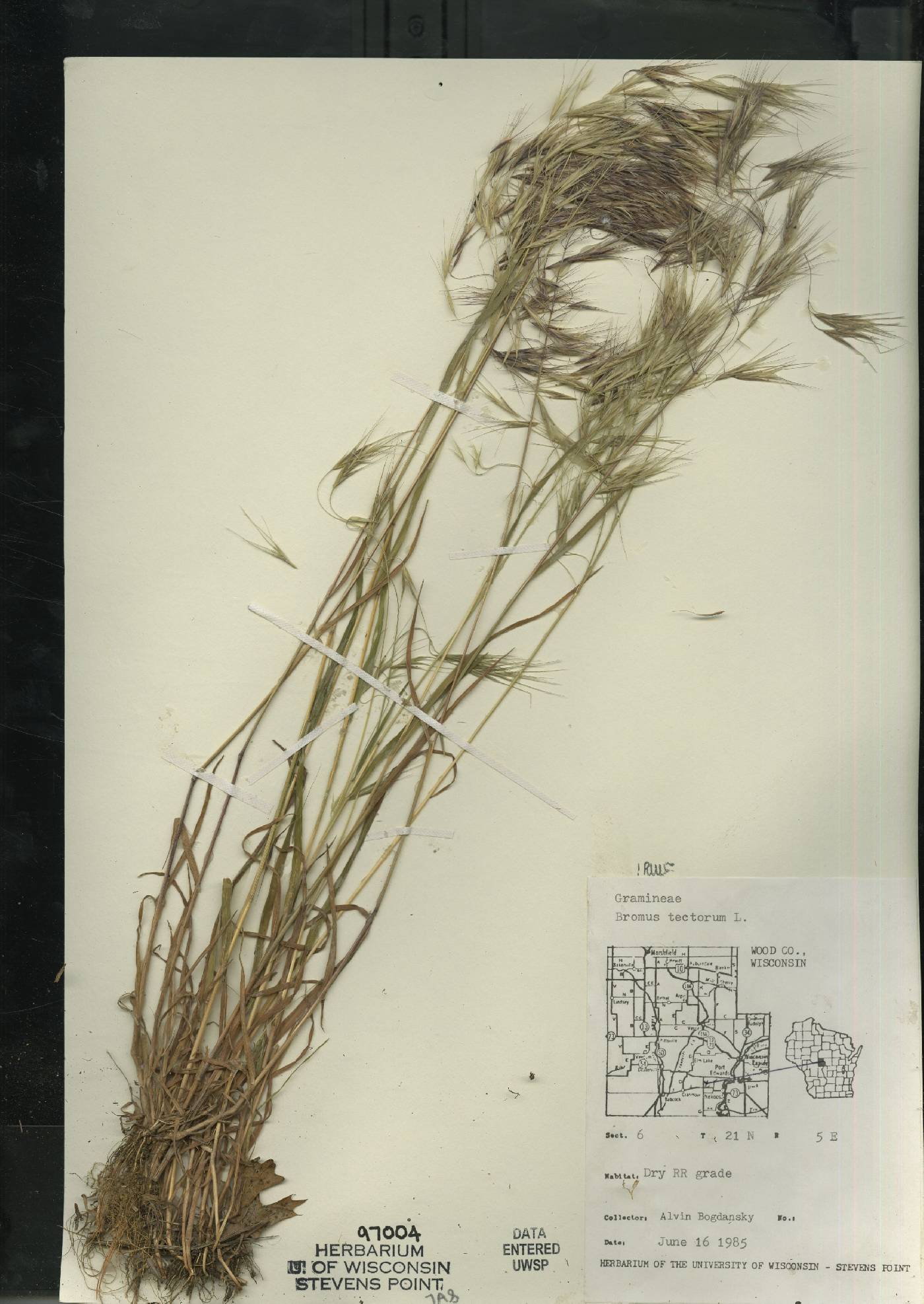 Bromus tectorum image