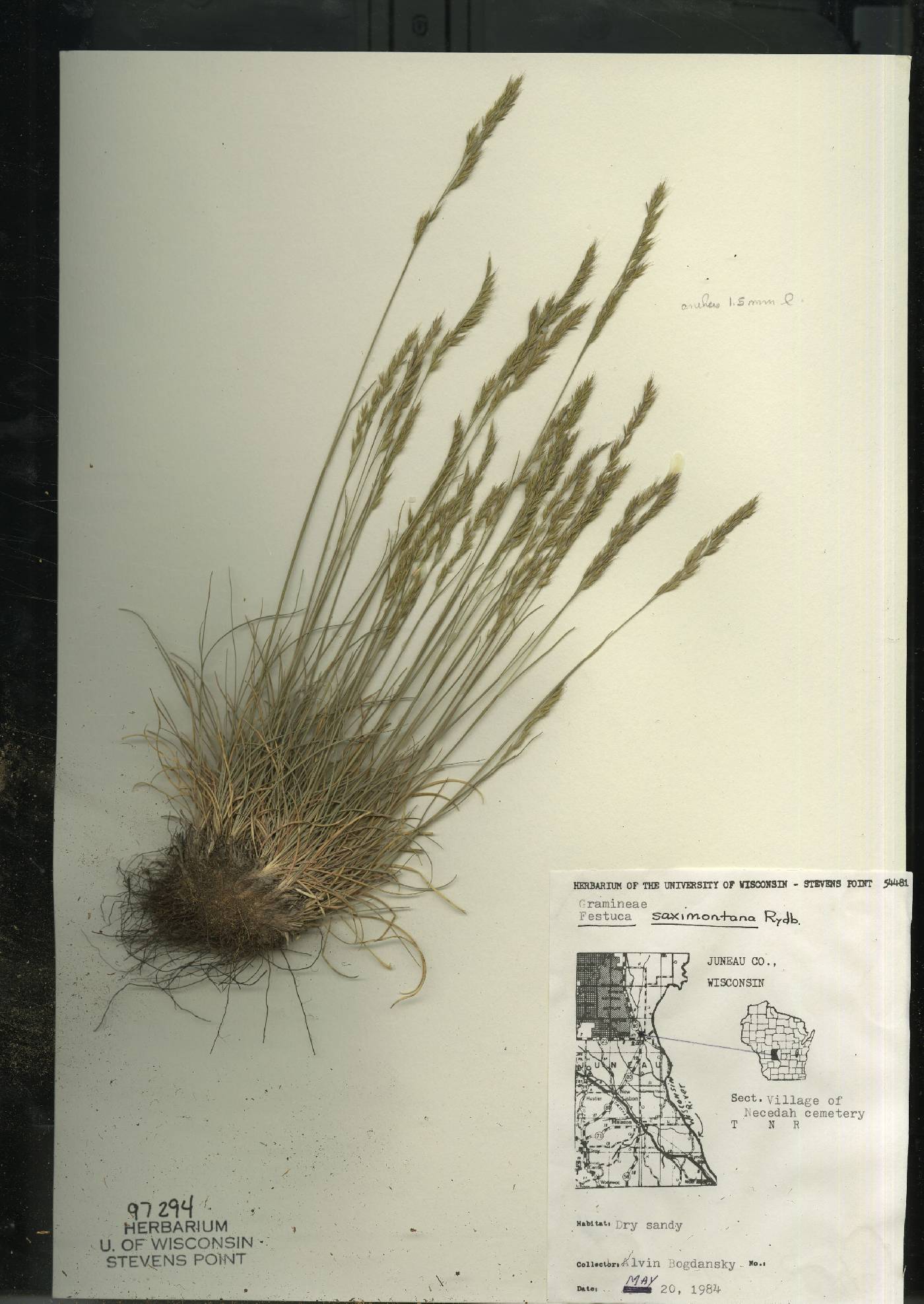 Festuca saximontana subsp. saximontana image