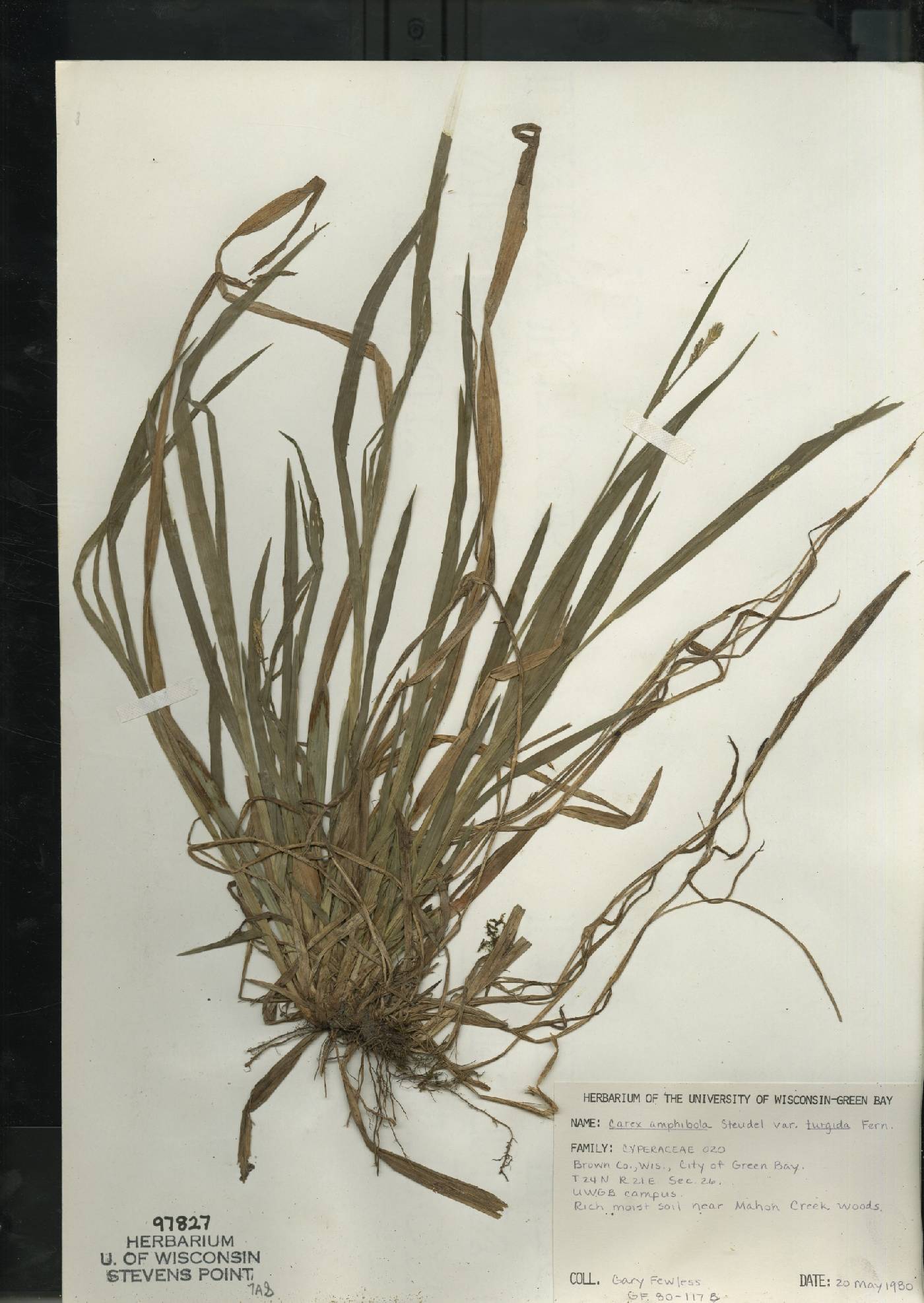 Carex grisea image