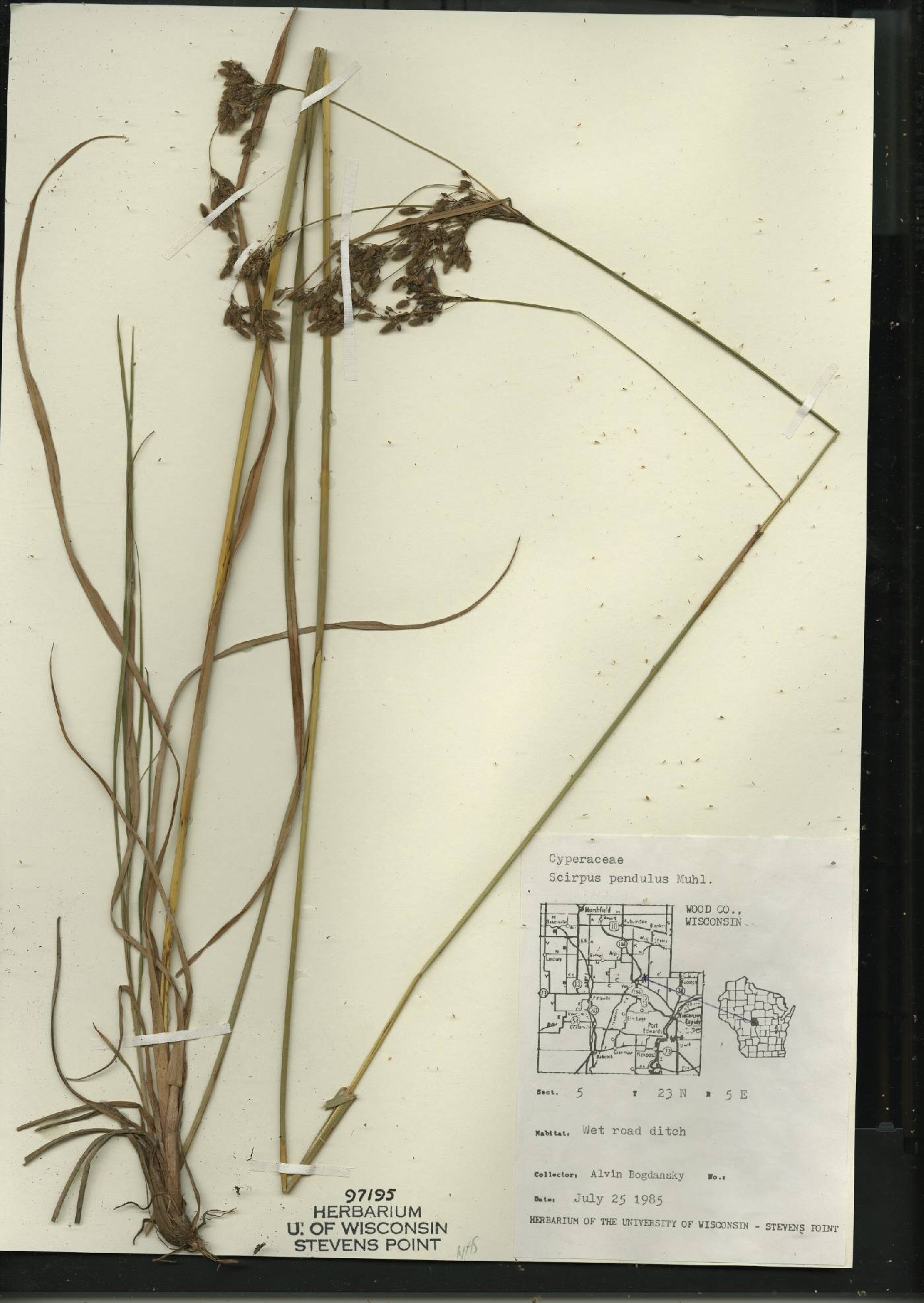 Scirpus pendulus image