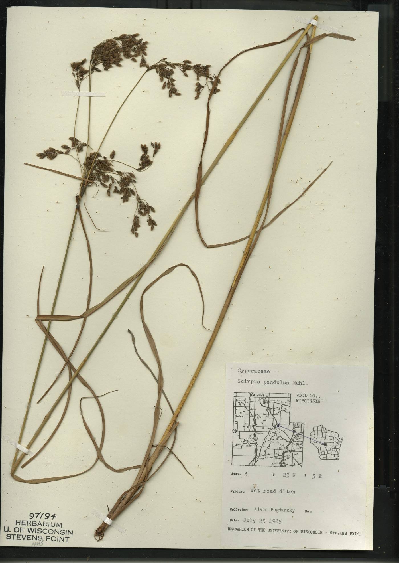 Scirpus pendulus image