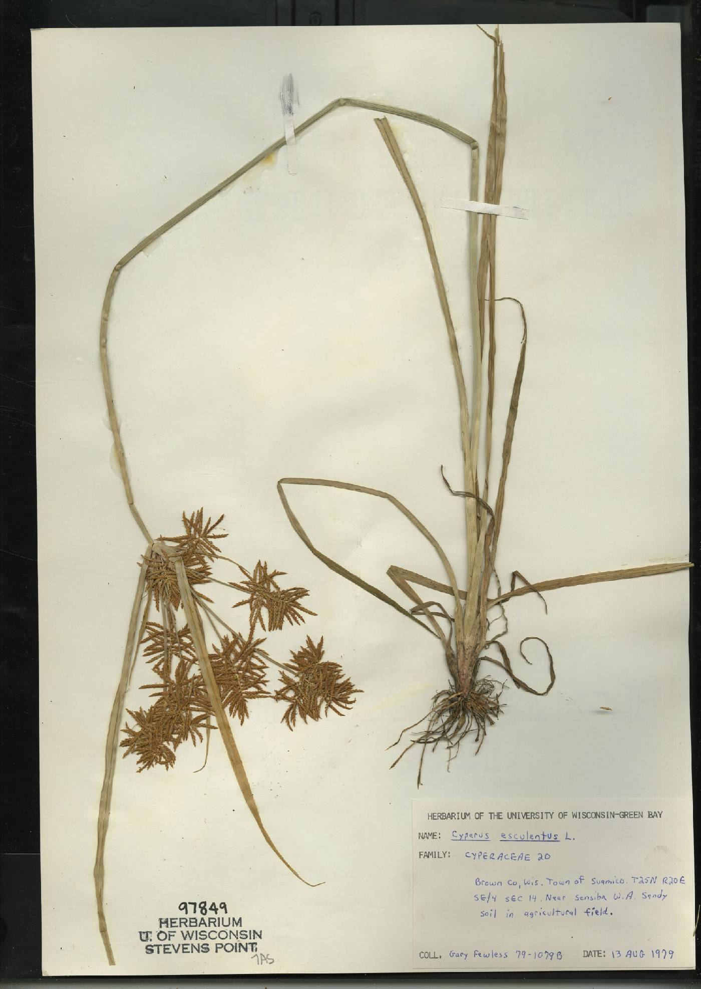Cyperus esculentus var. leptostachyus image