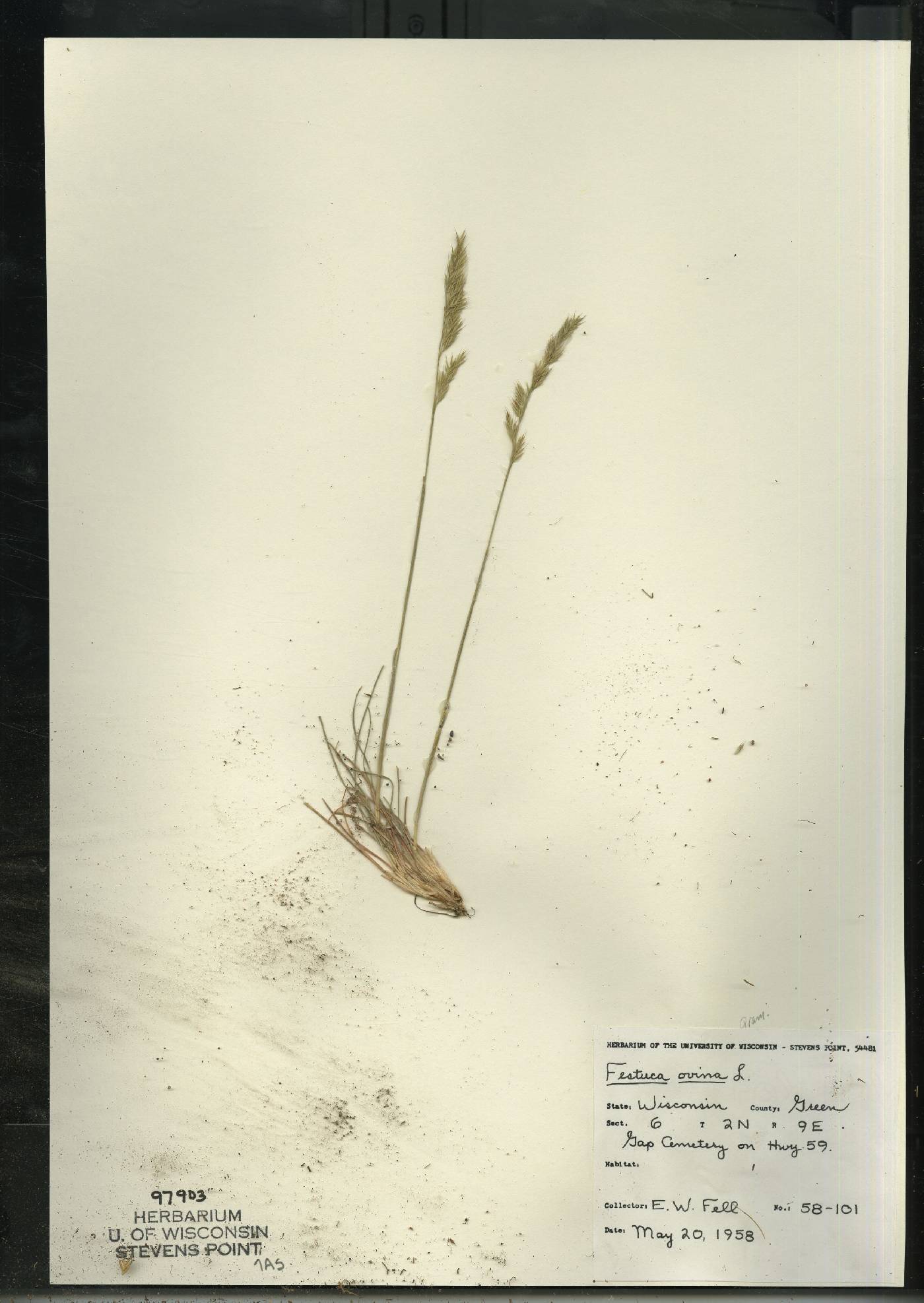 Festuca trachyphylla image